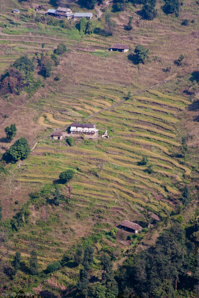 Cultures en terrasses, Népal, Sanctuaire des Annapurnas (Famx40d11_6085)