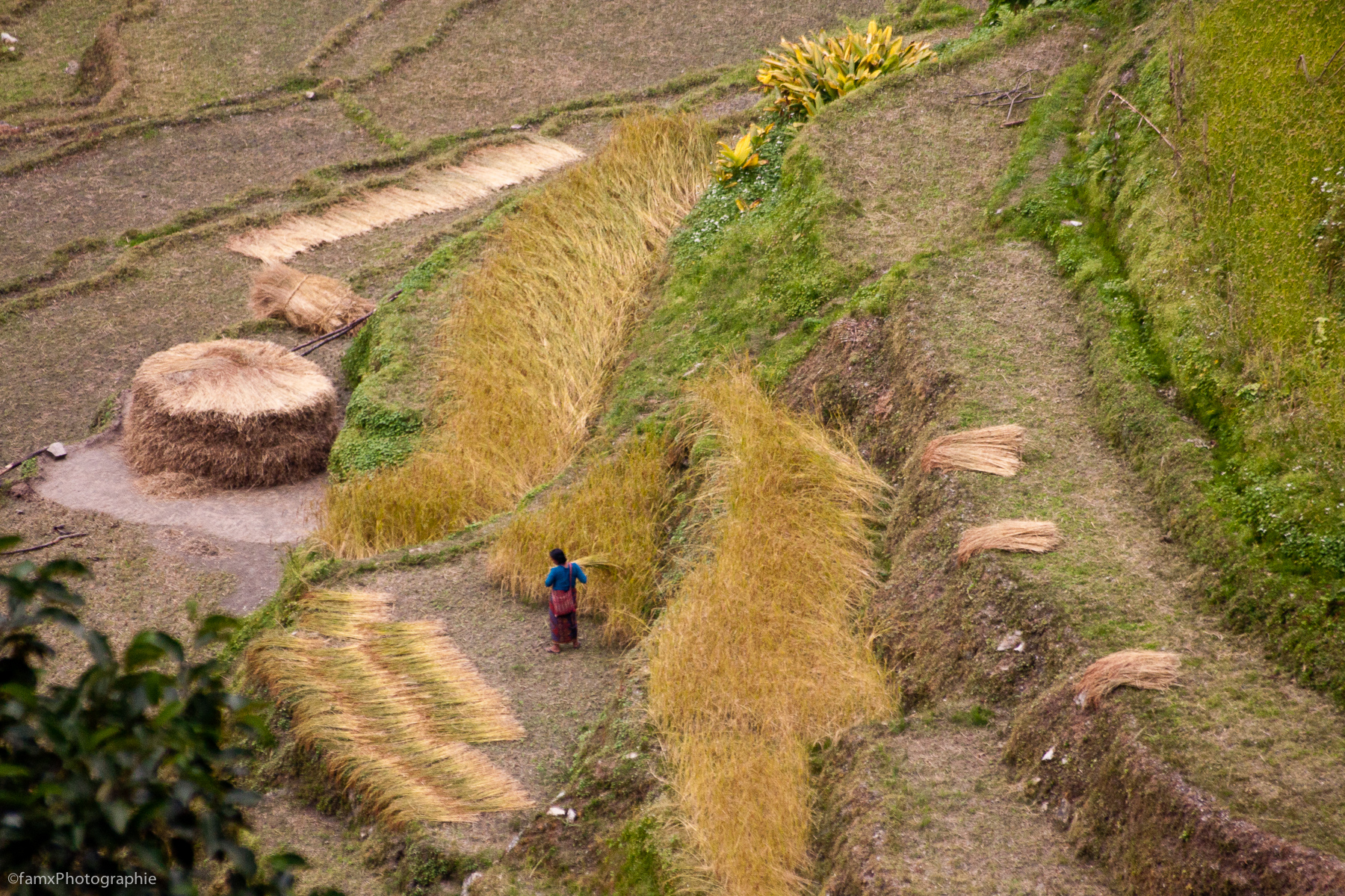 Cultures en terrasses, Népal, Sanctuaire des Annapurnas (Famx40d11_6129)