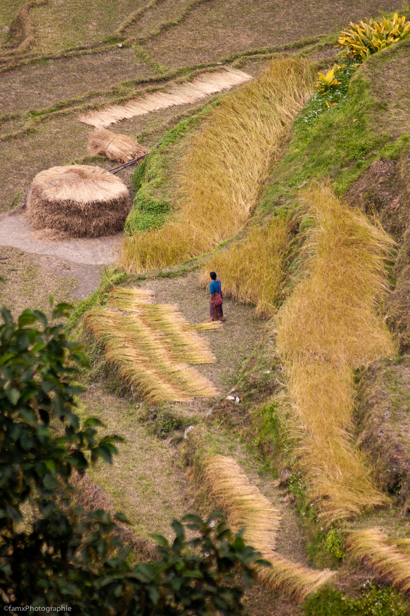 Cultures en terrasses, Népal, Sanctuaire des Annapurnas (Famx40d11_6130)
