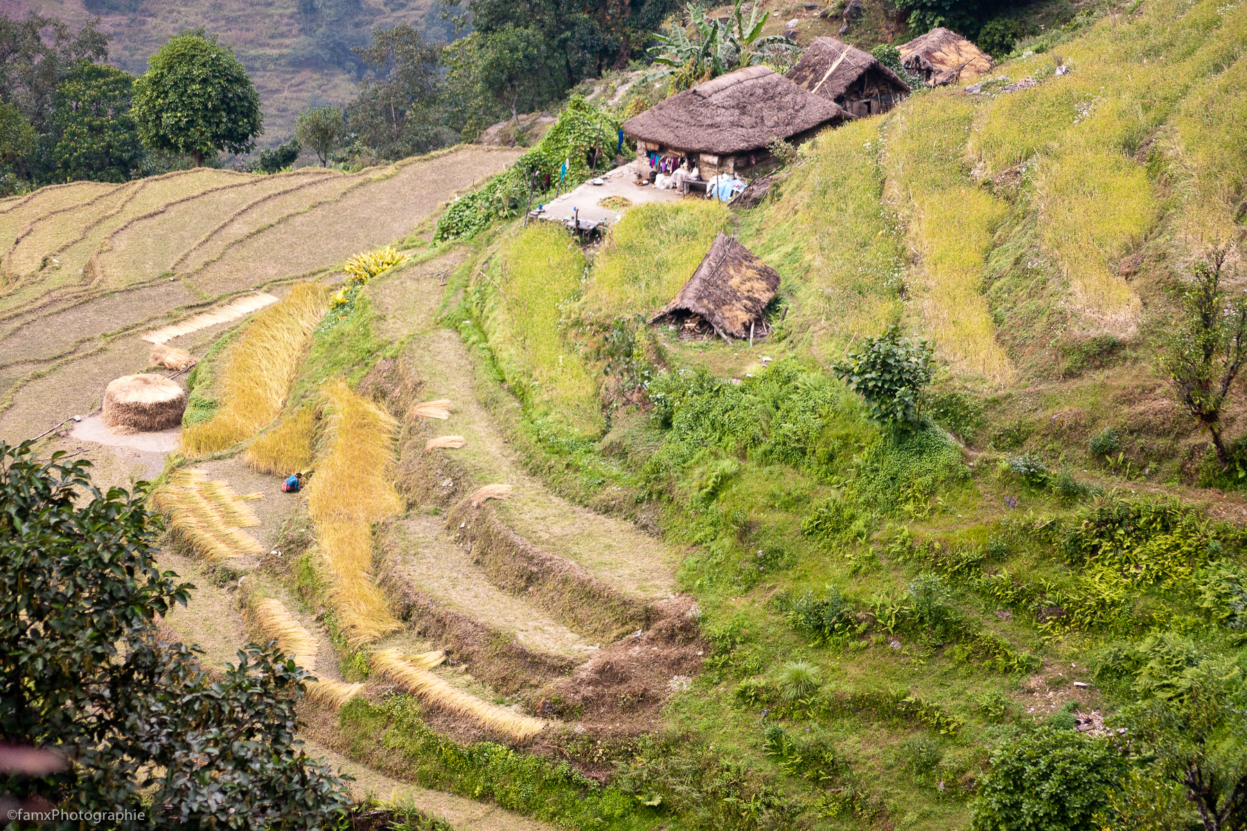 Cultures en terrasses, Népal, Sanctuaire des Annapurnas (Famx40d11_6132)