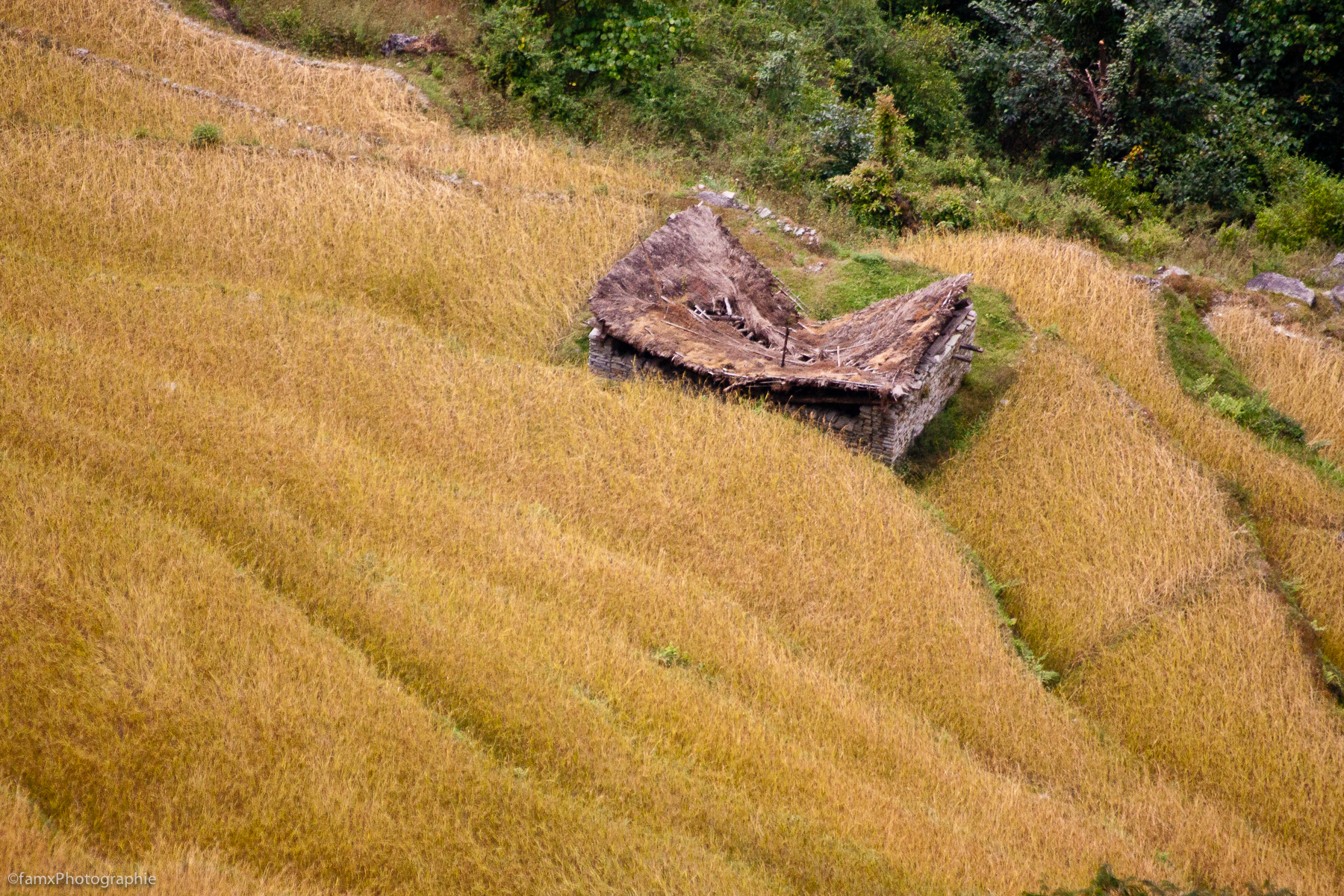 Cultures en terrasses, Népal, Sanctuaire des Annapurnas (Famx40d11_6142)