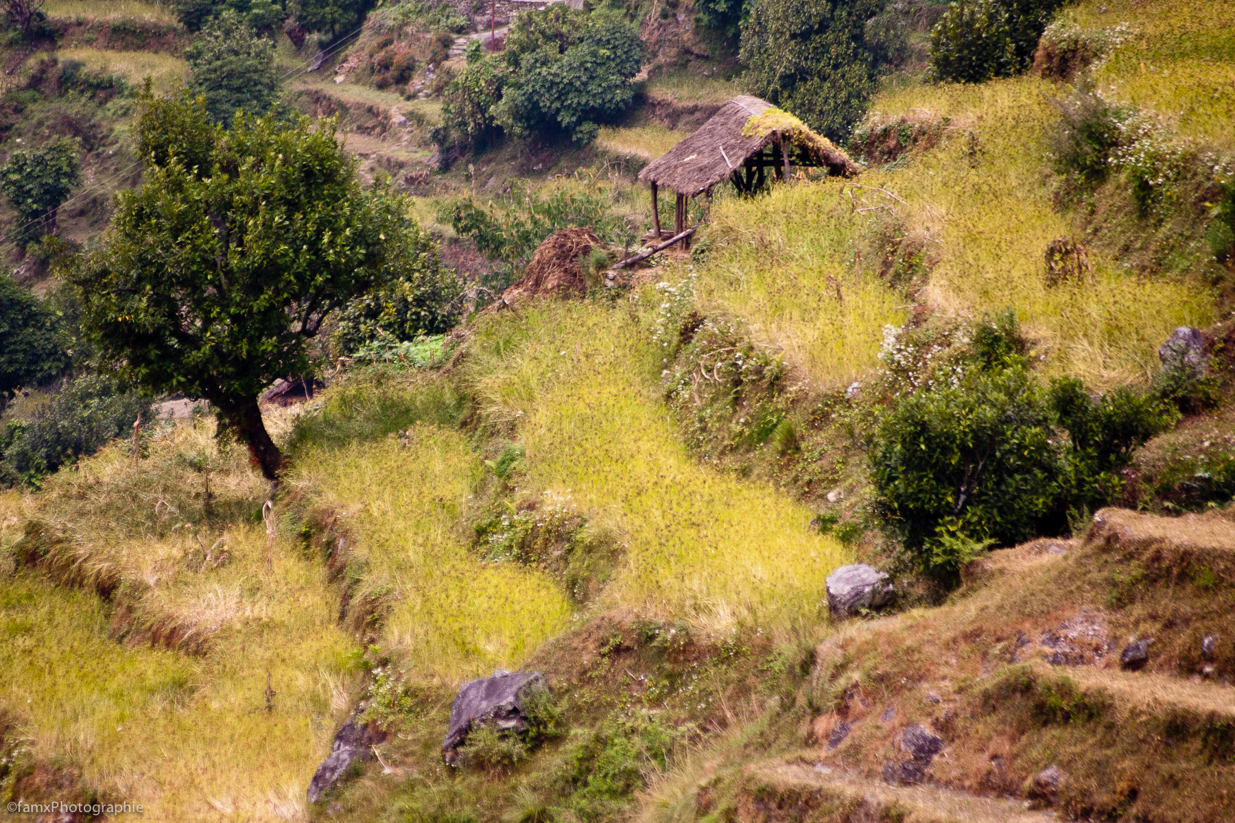 Cultures en terrasses, Népal, Sanctuaire des Annapurnas (Famx40d11_6150)