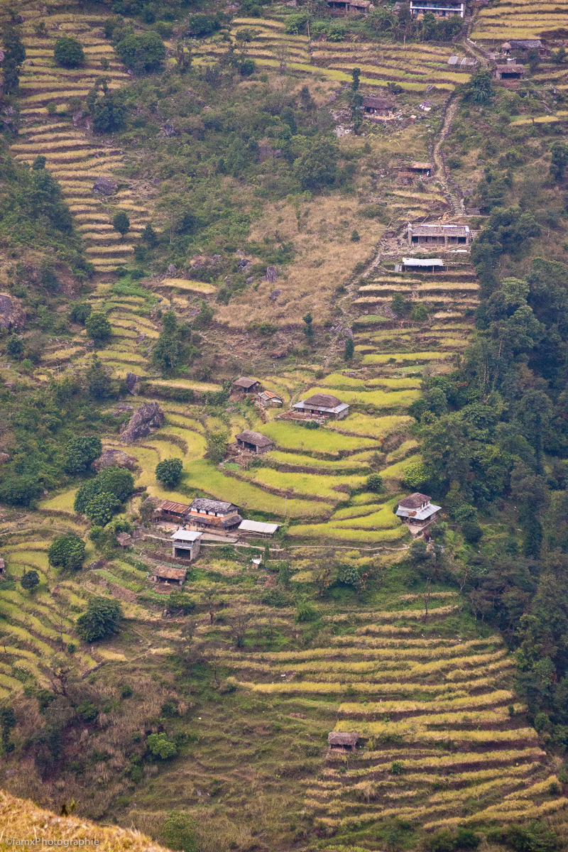 Cultures en terrasses, Népal, Sanctuaire des Annapurnas (Famx40d11_6151)