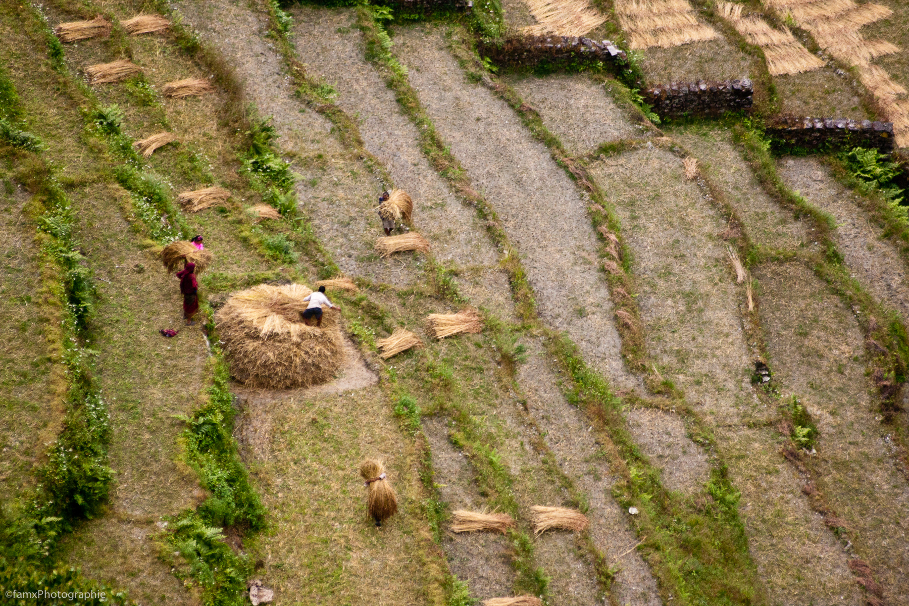 Cultures en terrasses, Népal, Sanctuaire des Annapurnas (Famx40d11_6152)