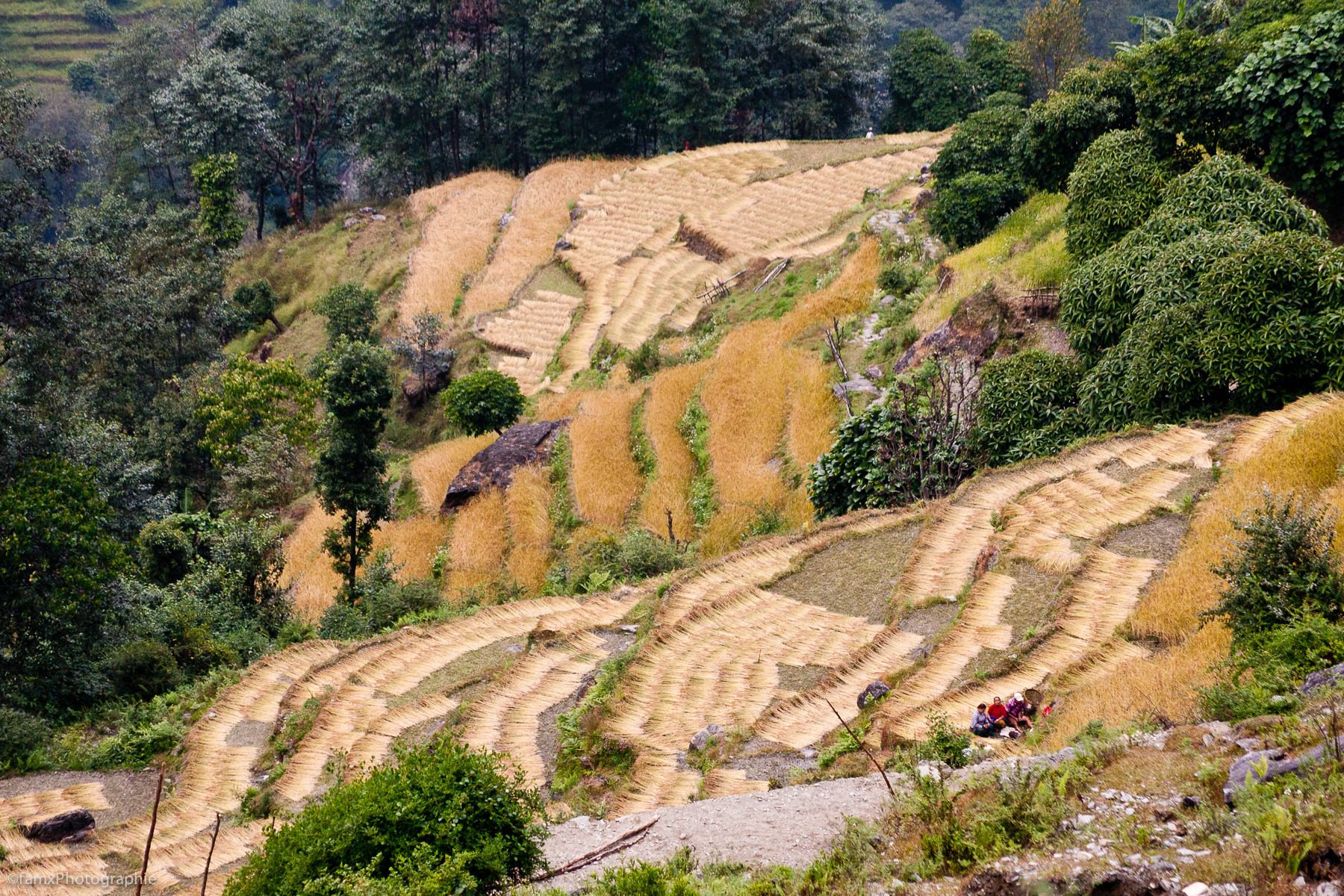 Népal, Sanctuaire des Annapurnas (Famx40d11_6154)