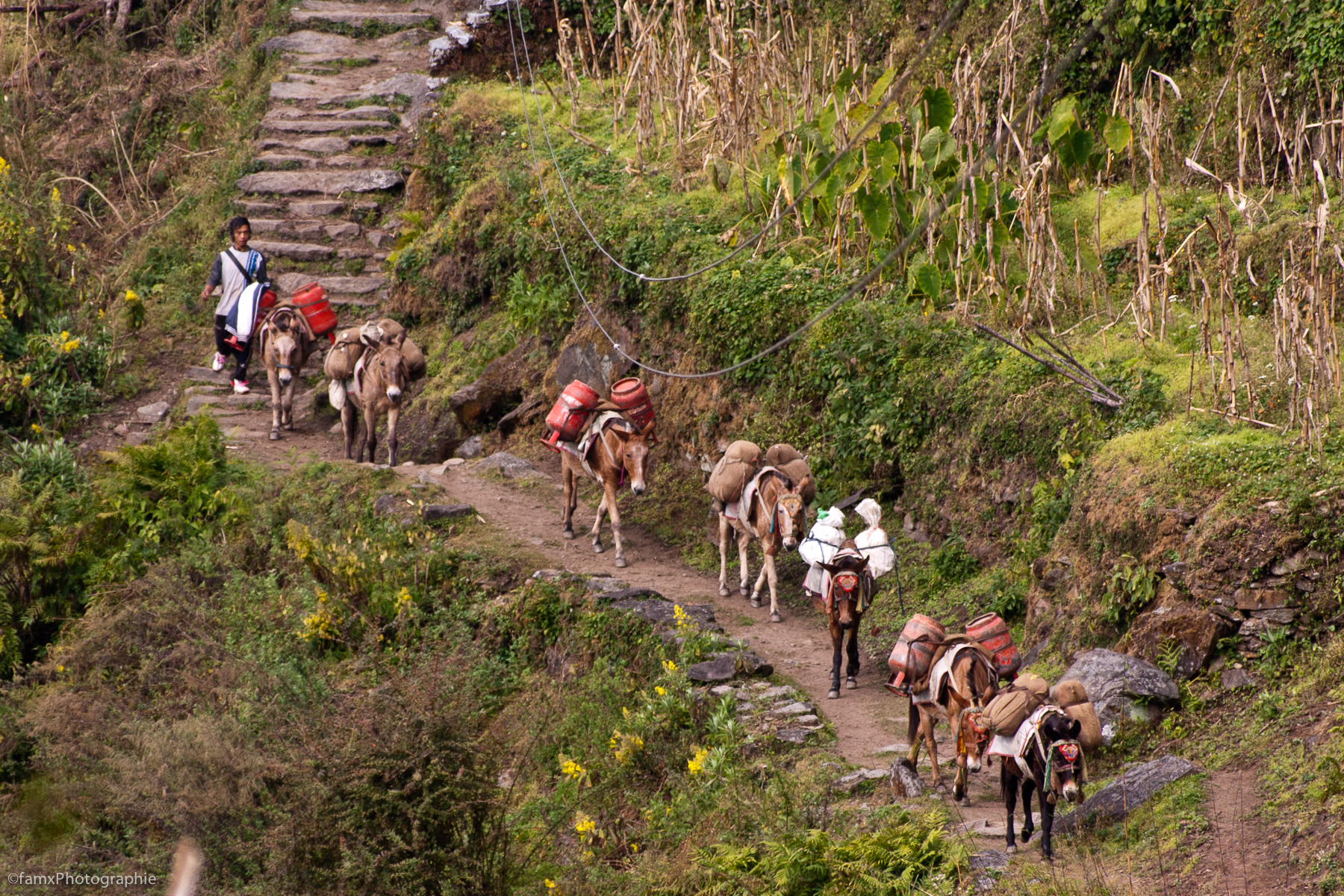 Népal, Sanctuaire des Annapurnas (Famx40d11_6613)