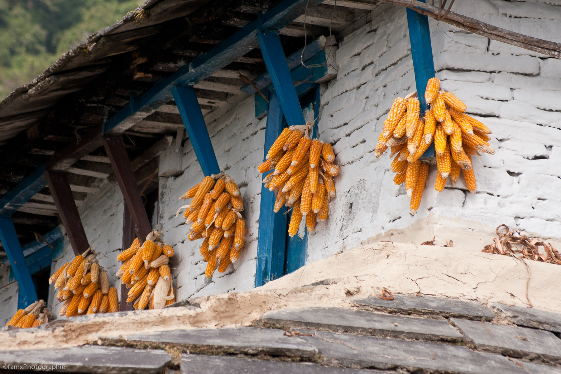 Népal, Sanctuaire des Annapurnas (Famx40d11_6621)
