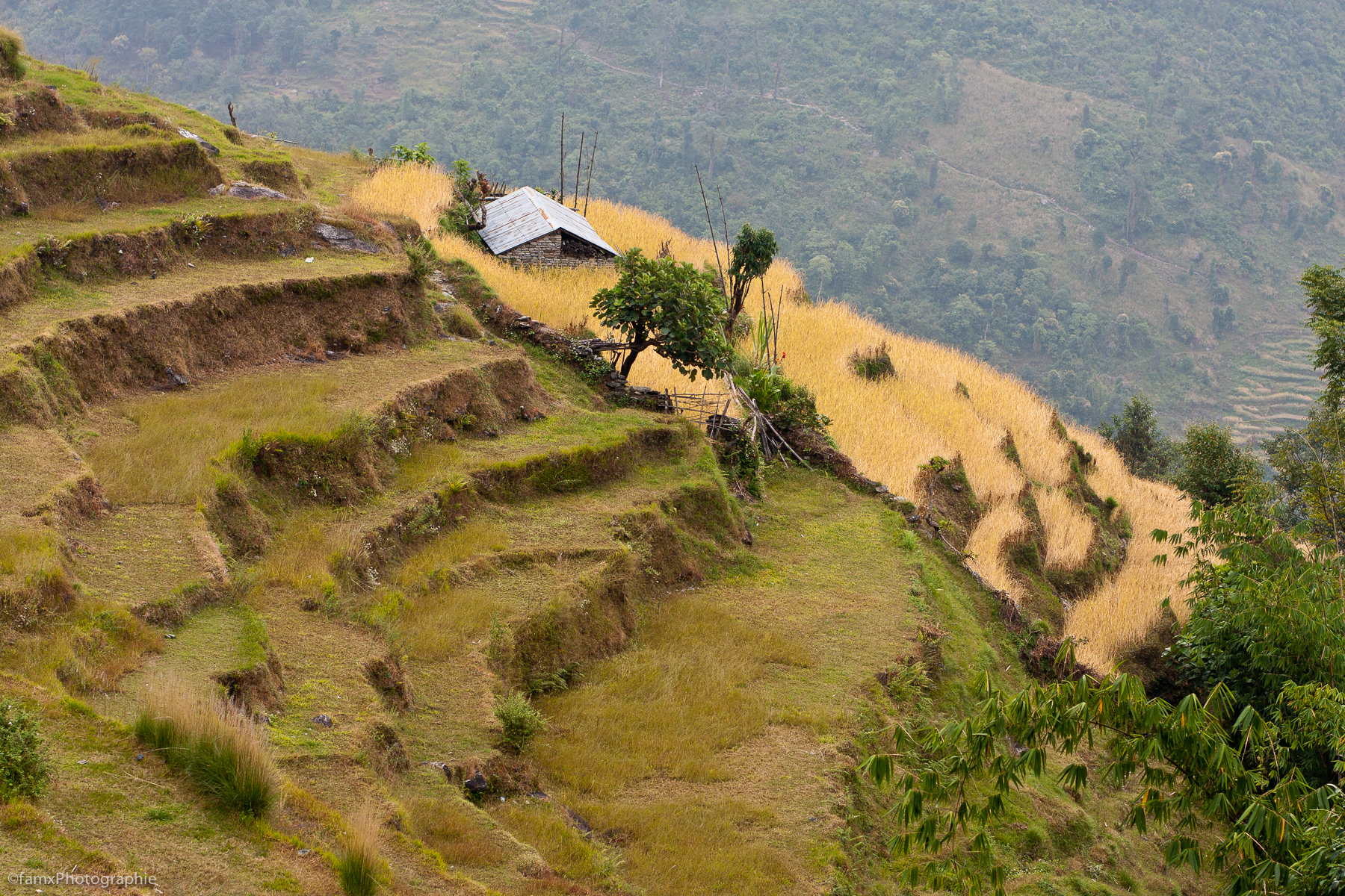 Cultures en terrasses, Népal, Sanctuaire des Annapurnas (Famx40d11_6703)