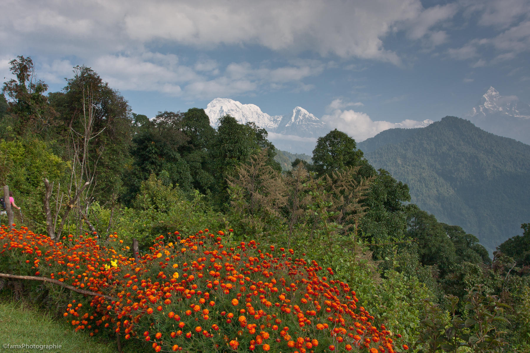 Annapurna Sud 7219m, Hiun Chuli 6434m, Machapuchare 6993m, Népal, Pothana, Sanctuaire des Annapurnas (Famx40dd11_4635)