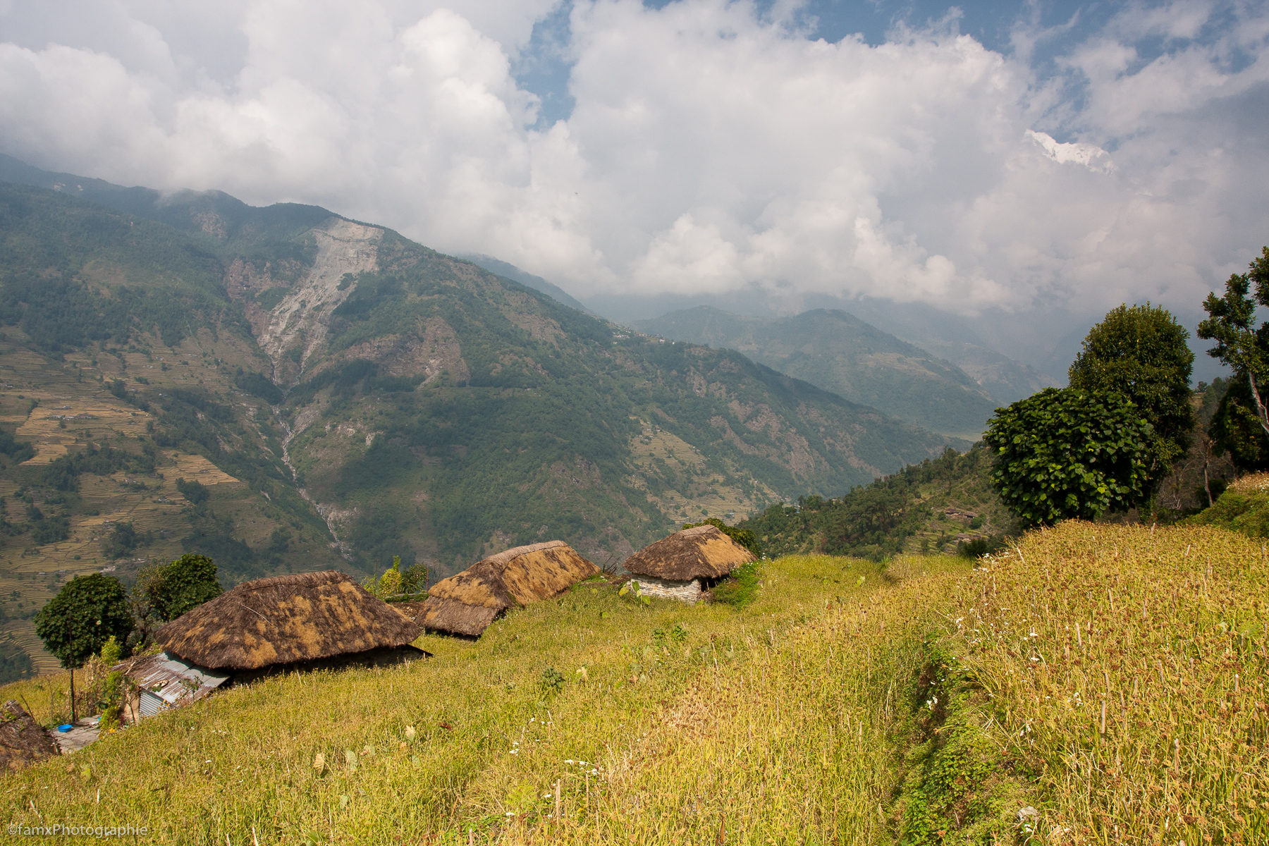 Cultures en terrasses, Népal, Sanctuaire des Annapurnas, Tolka (Famx40dd11_4718)
