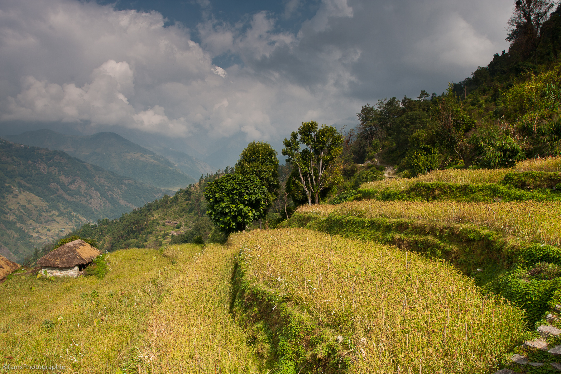Cultures en terrasses, Népal, Sanctuaire des Annapurnas, Tolka (Famx40dd11_4720)