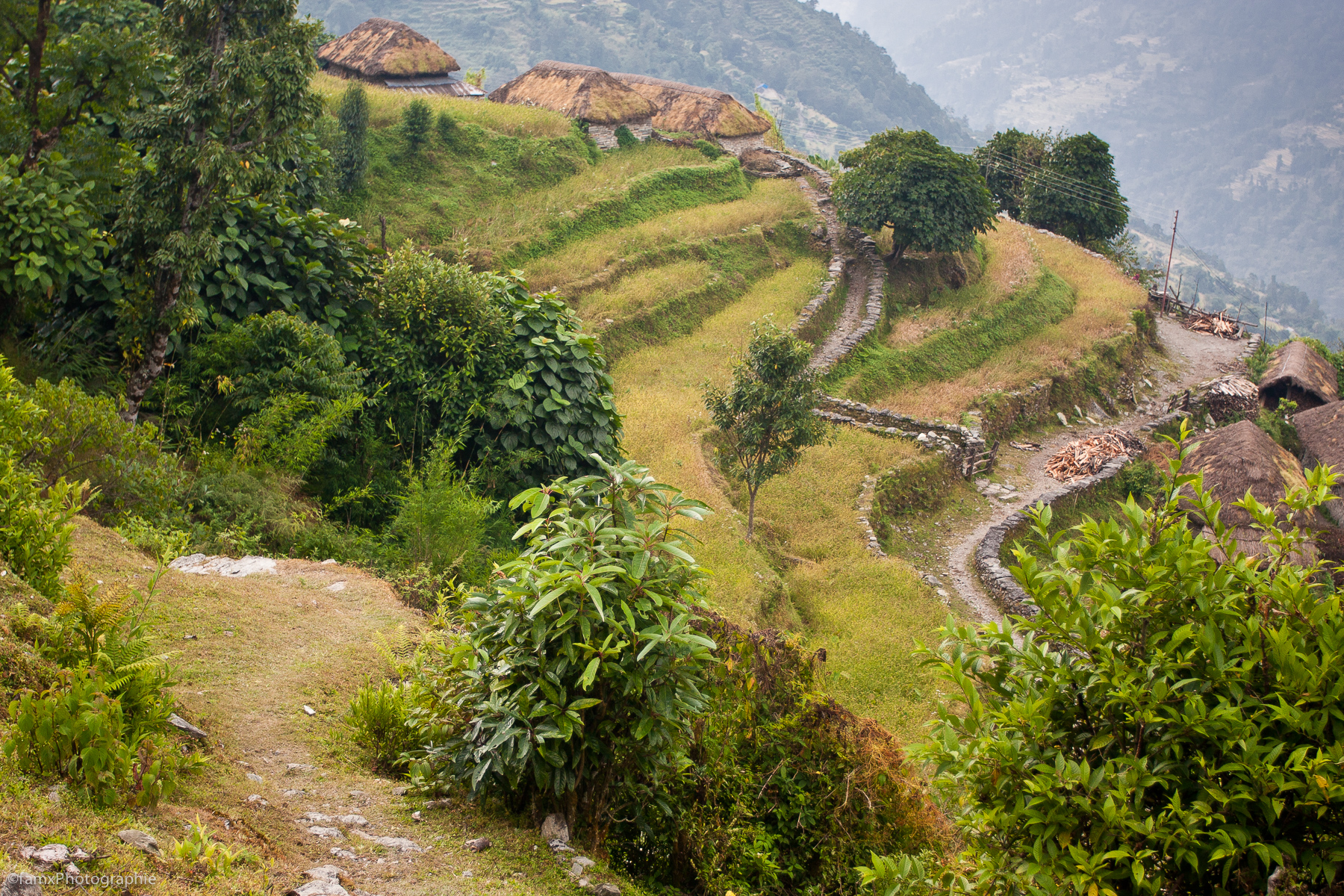 Cultures en terrasses, Népal, Sanctuaire des Annapurnas (Famx40dd11_4752)