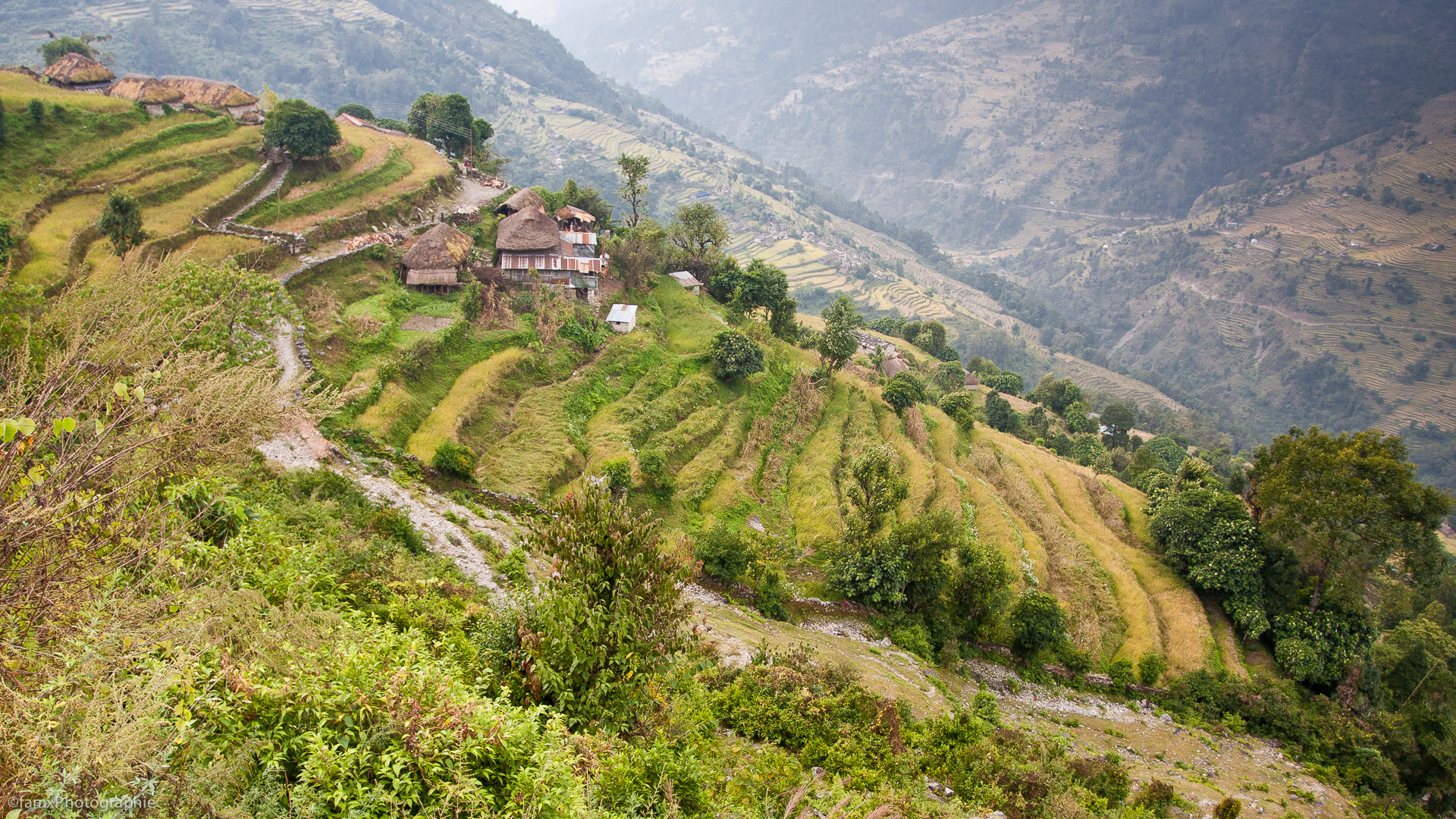 Cultures en terrasses, Népal, Sanctuaire des Annapurnas (Famx40dd11_4753)