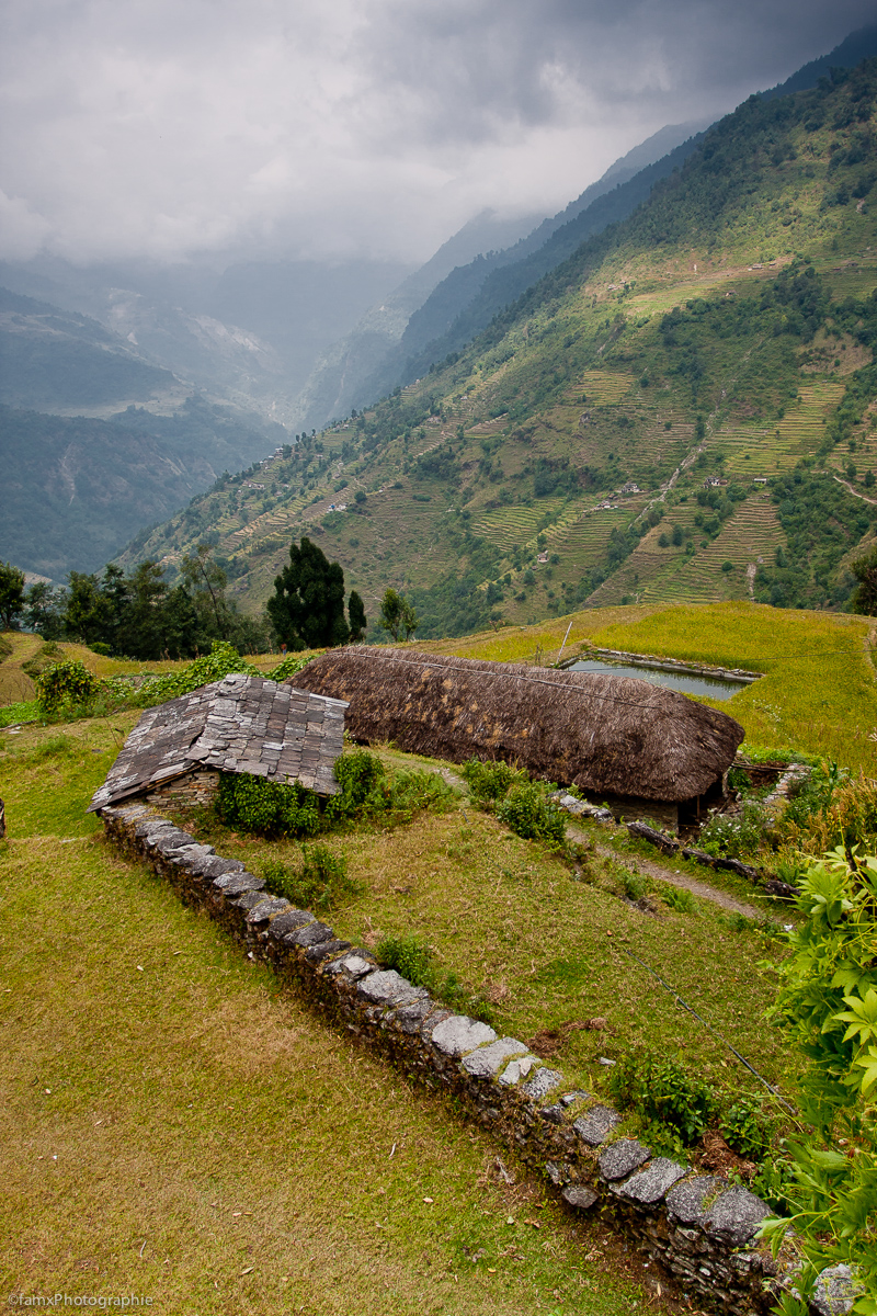 Cultures en terrasses, Népal, Sanctuaire des Annapurnas (Famx40dd11_4755)