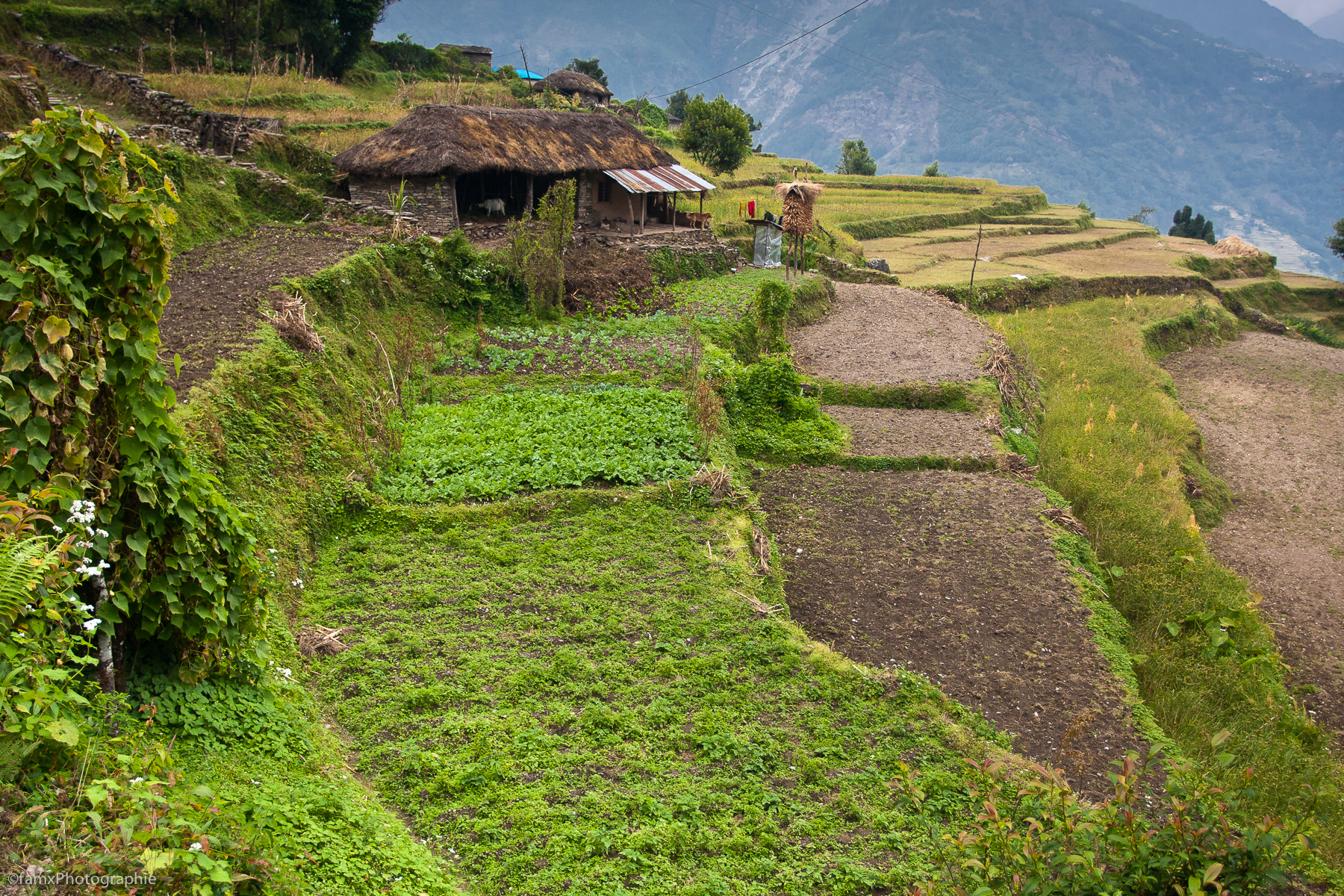 Cultures en terrasses, Népal, Sanctuaire des Annapurnas (Famx40dd11_4758)