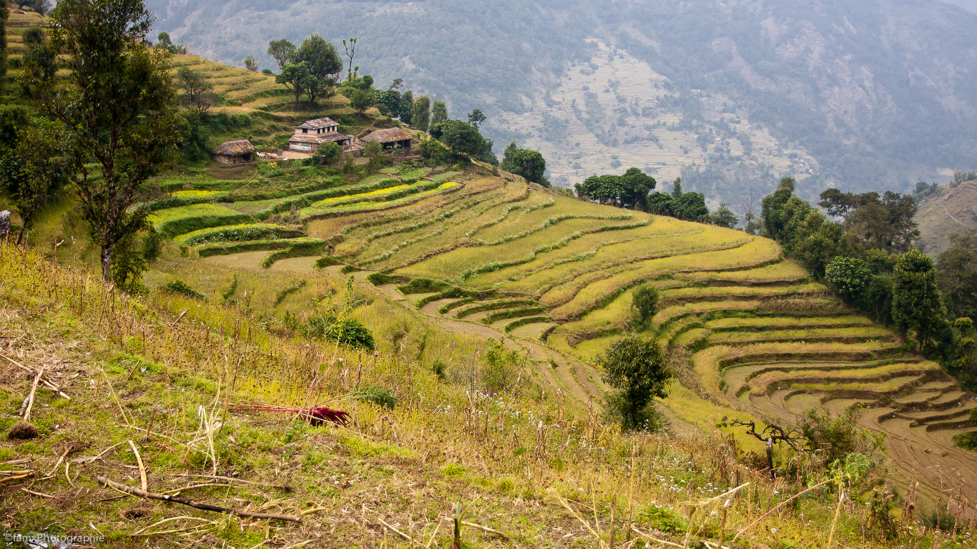 Cultures en terrasses, Népal, Sanctuaire des Annapurnas (Famx40dd11_4774)