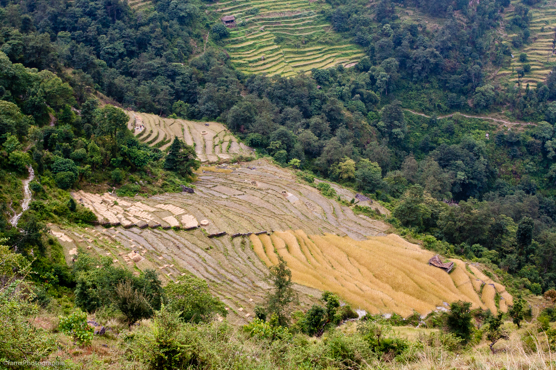 Cultures en terrasses, Népal, Sanctuaire des Annapurnas (Famx40dd11_4802)
