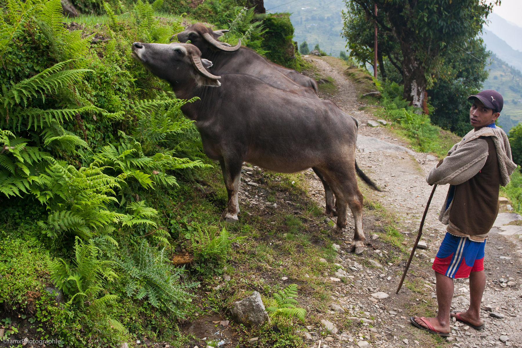 Cultures en terrasses, Népal, Personnage, Sanctuaire des Annapurnas, Vache (Famx40dd11_4825)