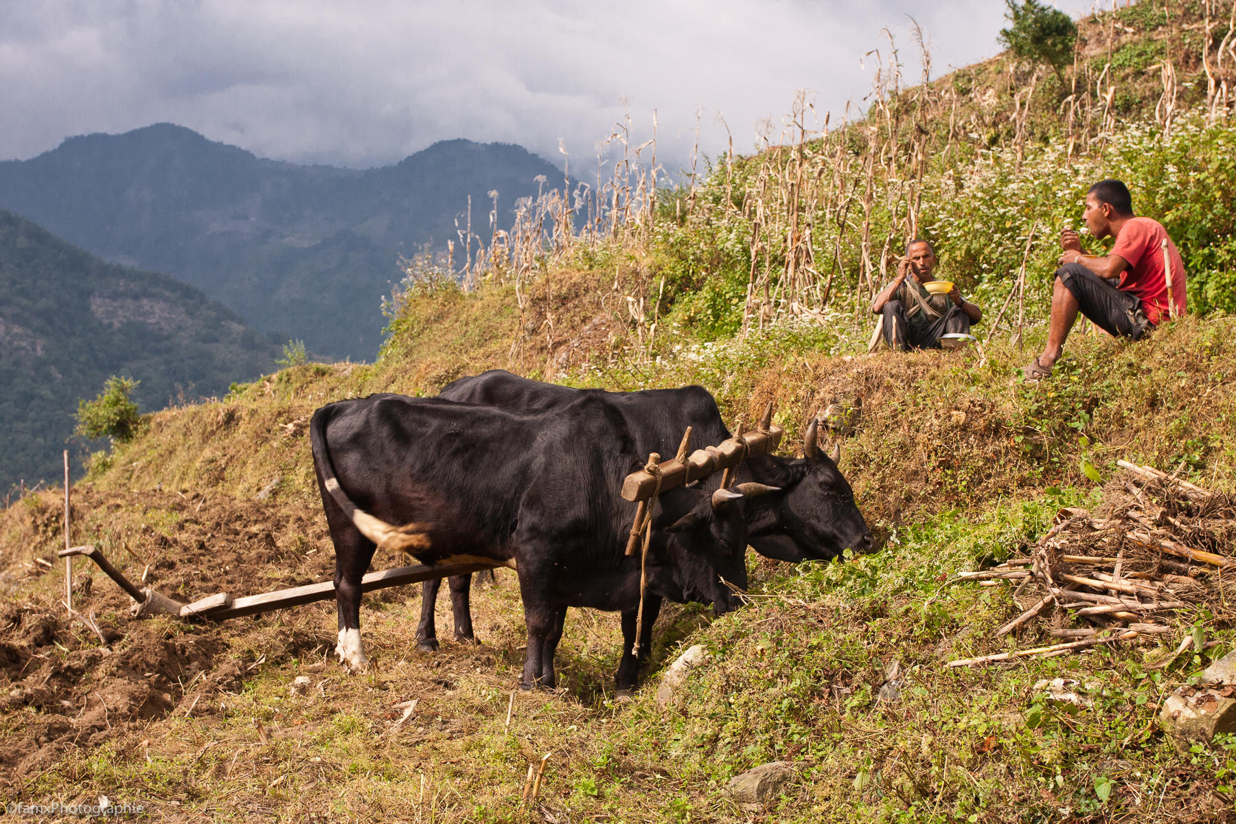 Cultures en terrasses, Landruk, Népal, Personnage, Sanctuaire des Annapurnas, Vache (Famx40dd11_4835)