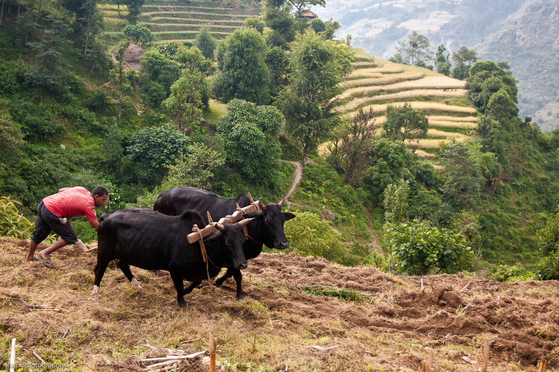 Cultures en terrasses, Landruk, Népal, Personnage, Sanctuaire des Annapurnas, Vache (Famx40dd11_4839)
