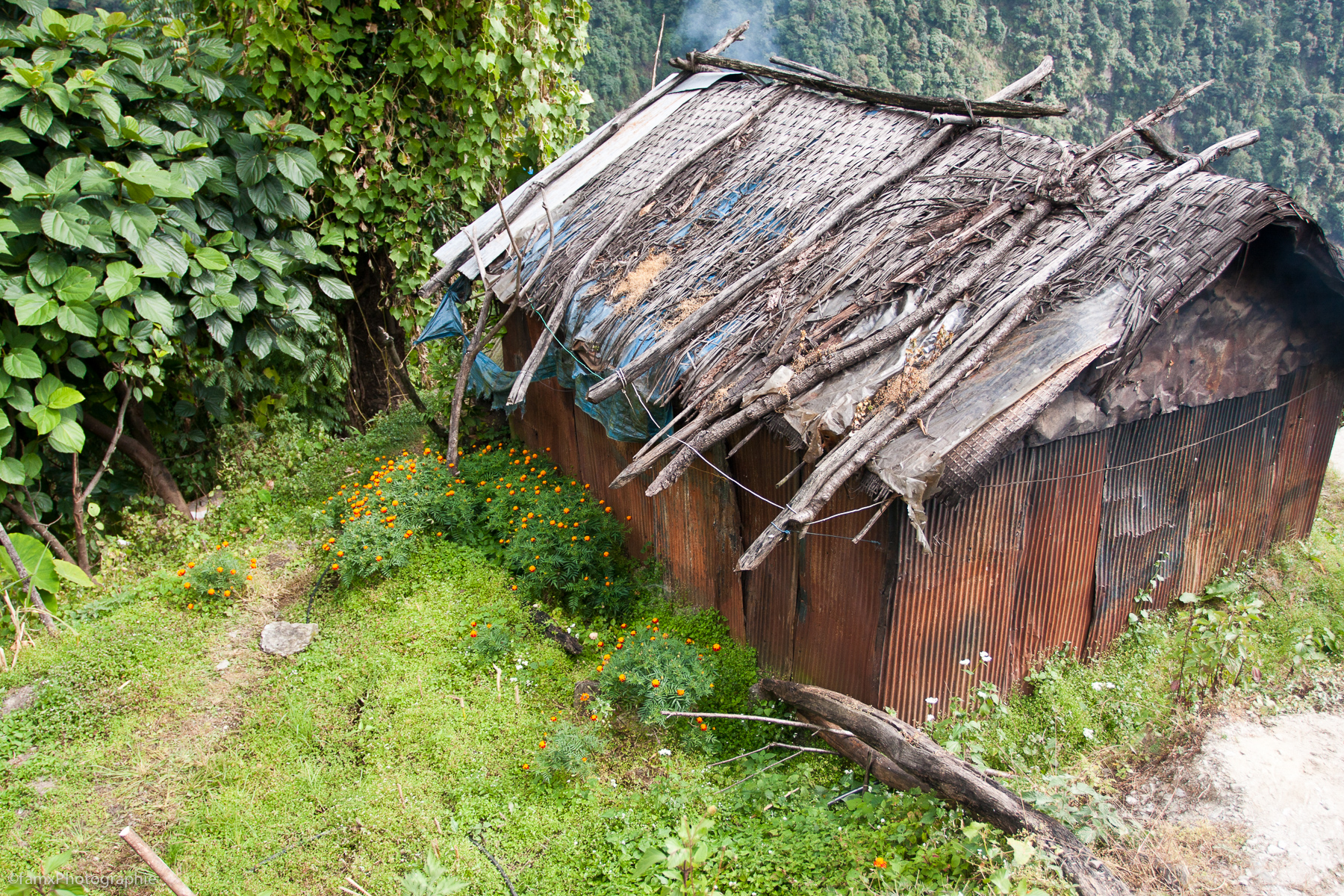 Jhinu Danda, Népal, Sanctuaire des Annapurnas (Famx40dd11_5047)