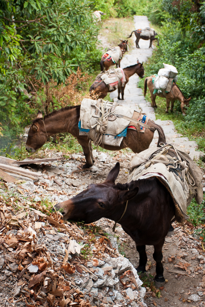 Jhinu Danda, Népal, Sanctuaire des Annapurnas (Famx40dd11_5053)
