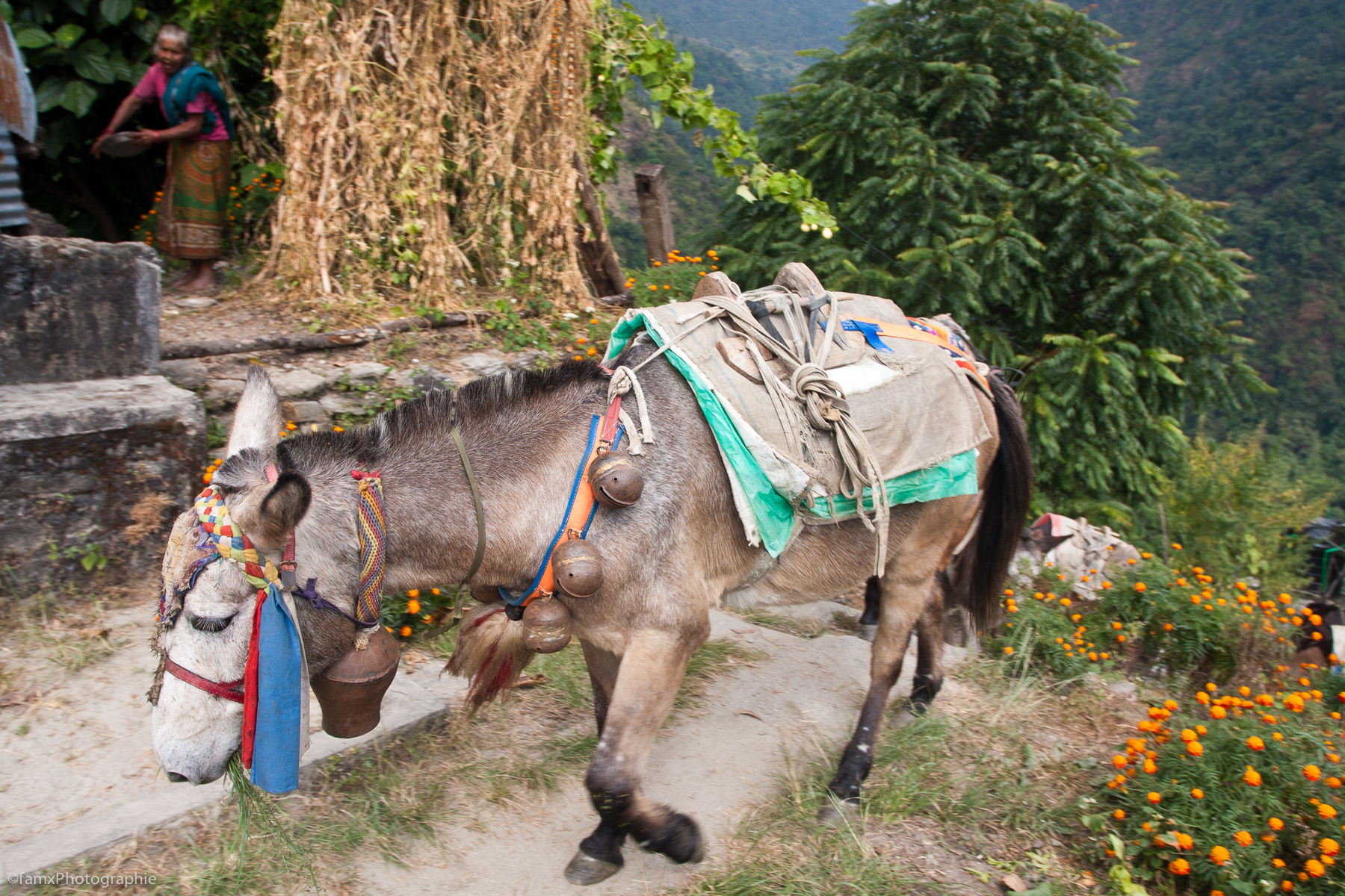 Jhinu Danda, Népal, Sanctuaire des Annapurnas (Famx40dd11_5056)