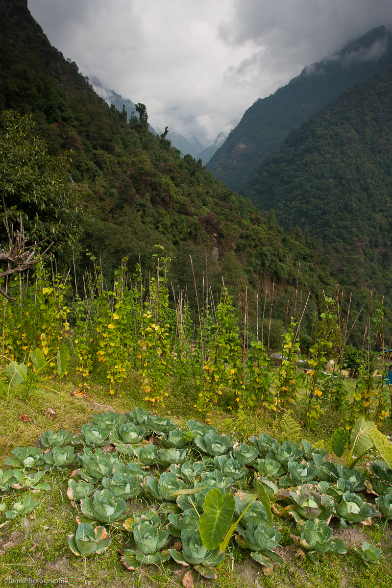 Chhomrong, Népal, Sanctuaire des Annapurnas (Famx40dd11_5207)