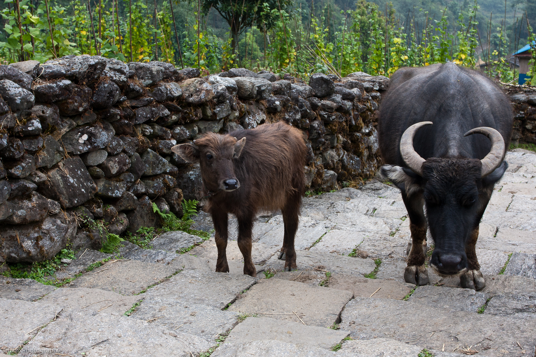 Chhomrong, Népal, Sanctuaire des Annapurnas, Vache (Famx40dd11_5799)