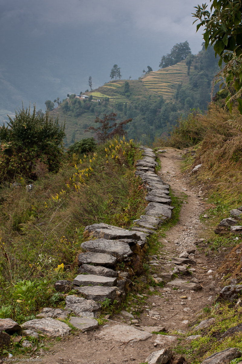 Cultures en terrasses, Népal, Sanctuaire des Annapurnas (Famx40dd11_5913)