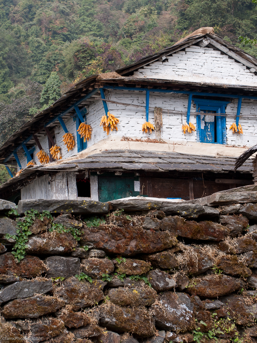 Népal, Sanctuaire des Annapurnas (Famx40dd11_5920)