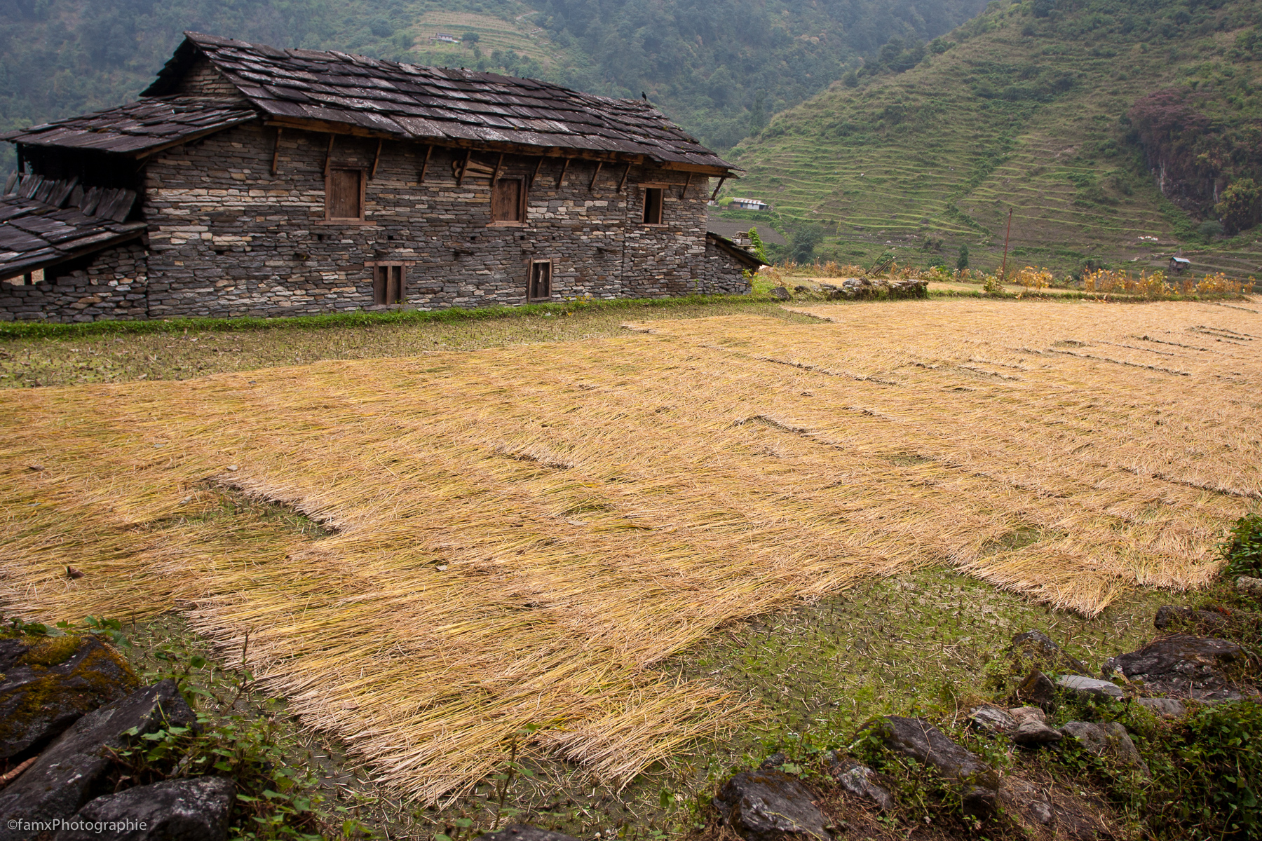 Cultures en terrasses, Népal, Sanctuaire des Annapurnas (Famx40dd11_5930)