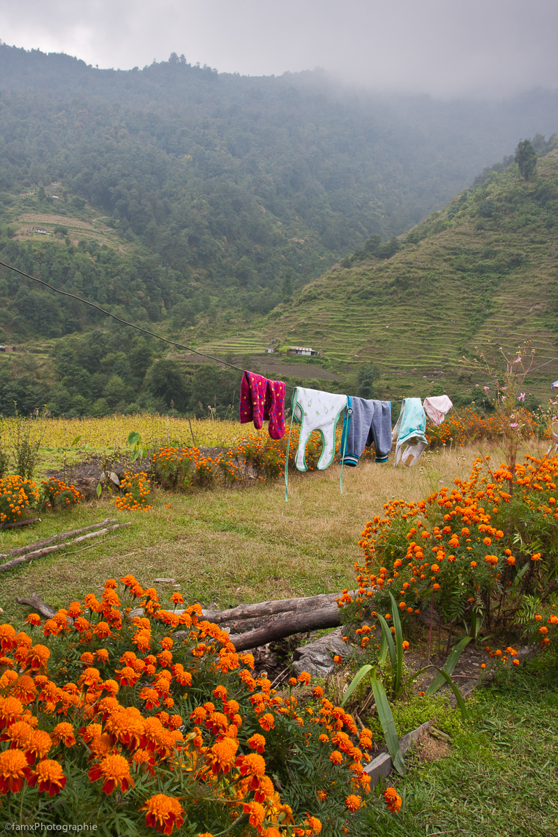 Népal, Sanctuaire des Annapurnas (Famx40dd11_5938)