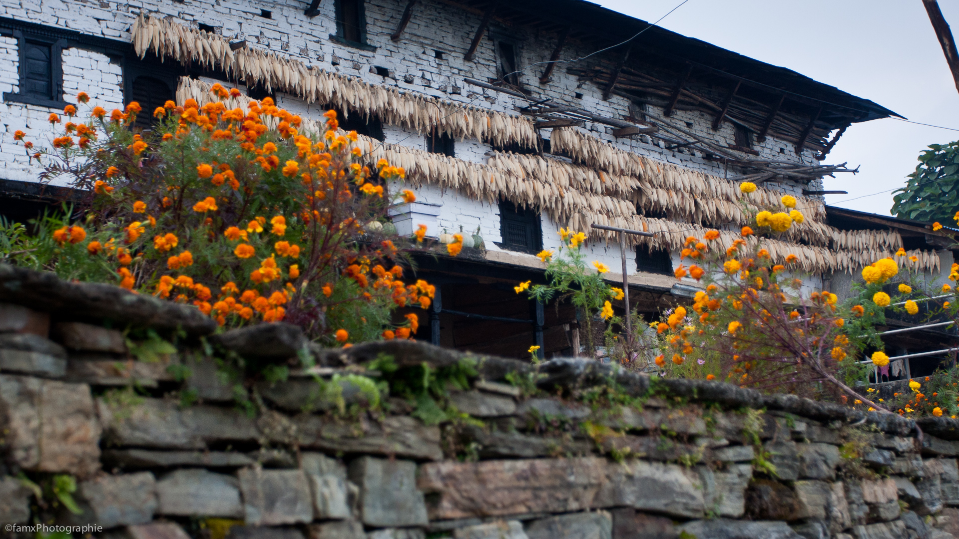 Ghandruk, Népal, Sanctuaire des Annapurnas (Famx40dd11_6009)