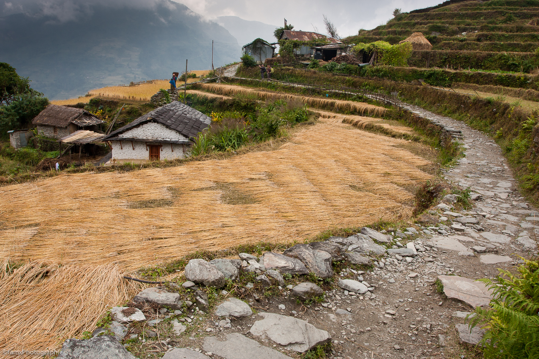 Cultures en terrasses, Népal, Sanctuaire des Annapurnas (Famx40dd11_6074)