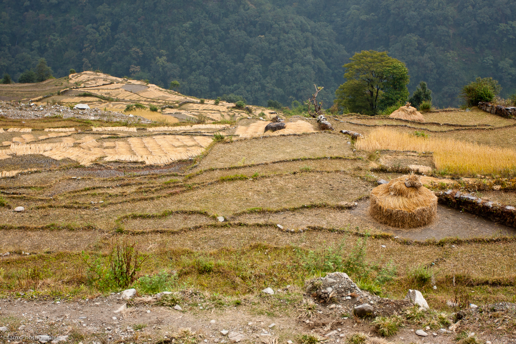 Cultures en terrasses, Népal, Sanctuaire des Annapurnas (Famx40dd11_6107)