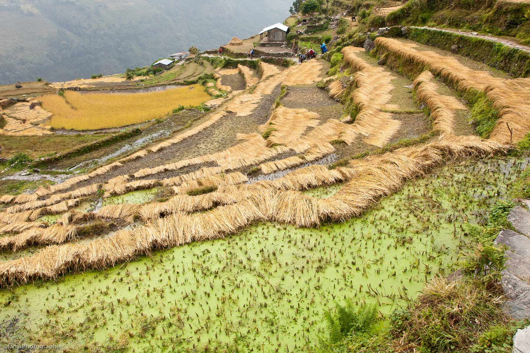 Cultures en terrasses, Népal, Sanctuaire des Annapurnas (Famx40dd11_6115)