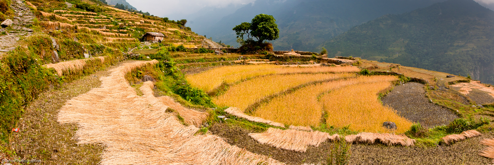 Cultures en terrasses, Népal, Sanctuaire des Annapurnas (Famx40dd11_6119-21)