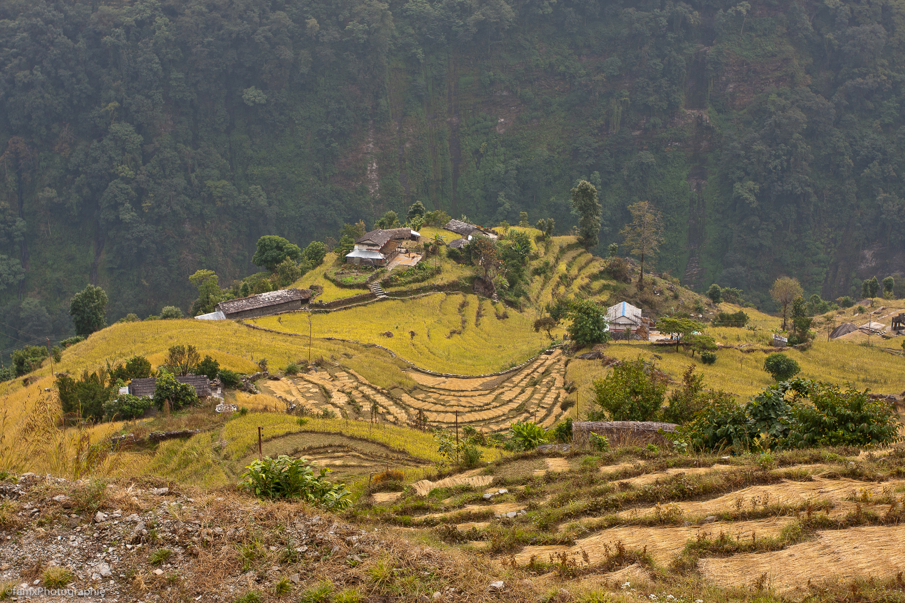 Cultures en terrasses, Népal, Sanctuaire des Annapurnas (Famx40dd11_6137)