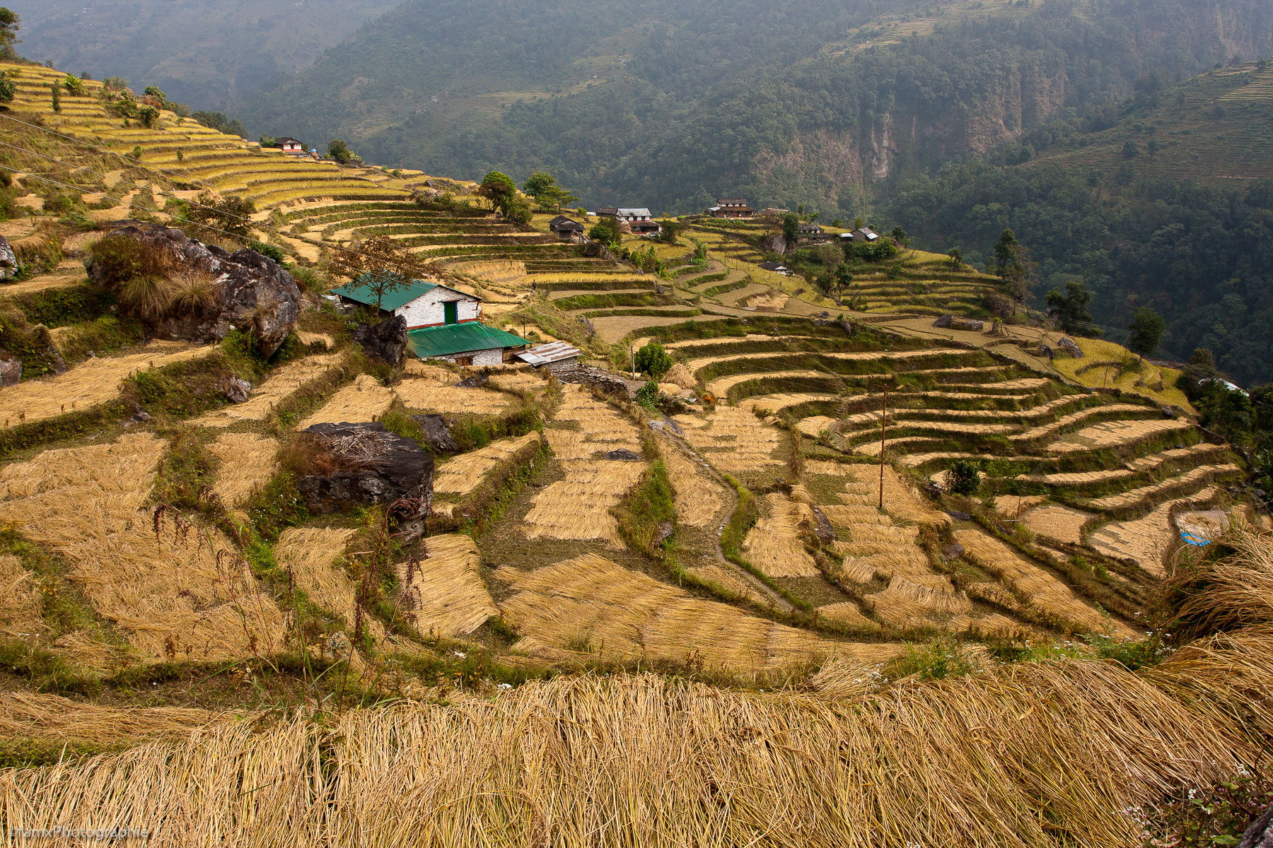 Cultures en terrasses, Népal, Sanctuaire des Annapurnas (Famx40dd11_6144)