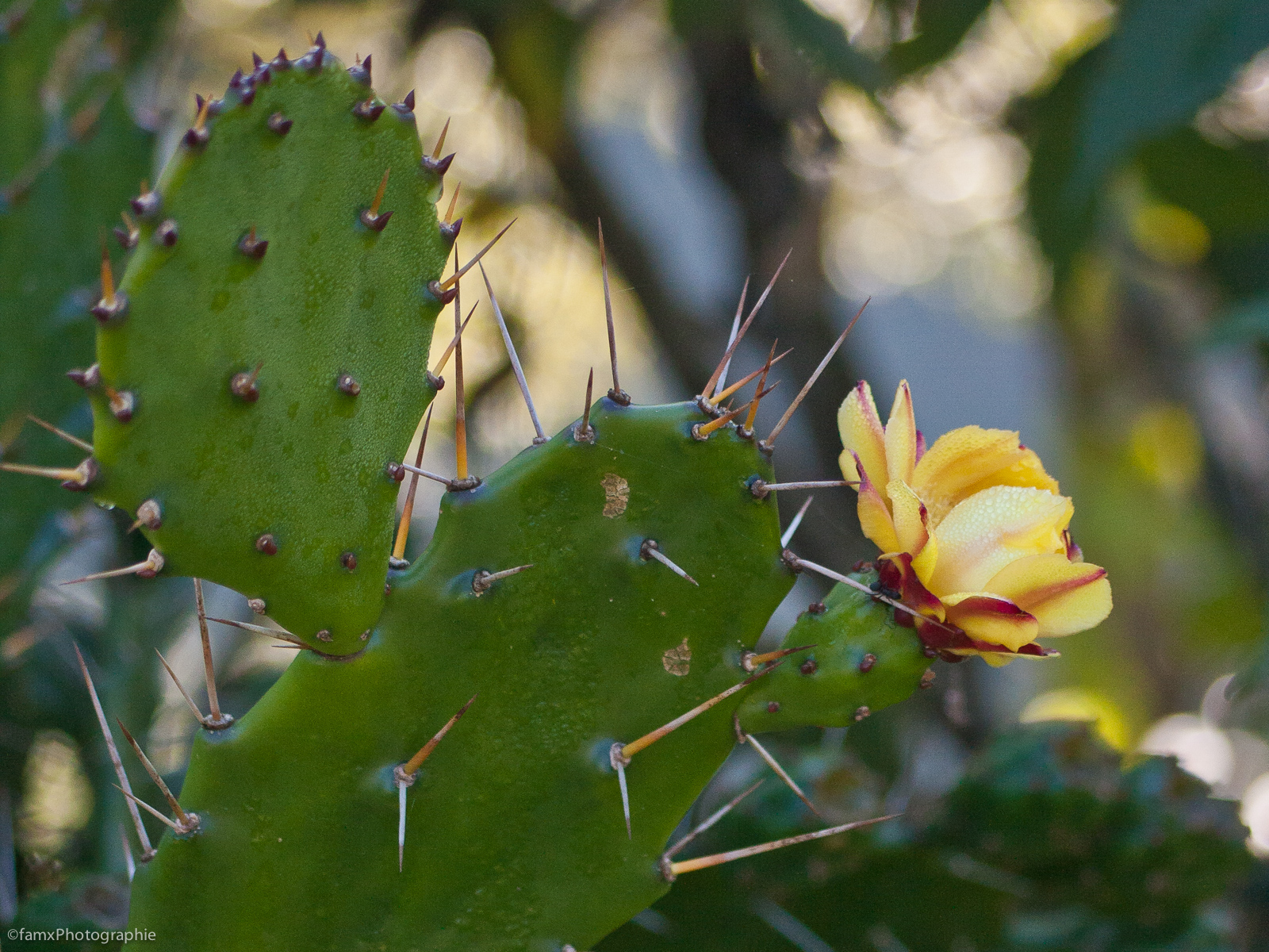Cactus, Népal (Famx40d11_7170)