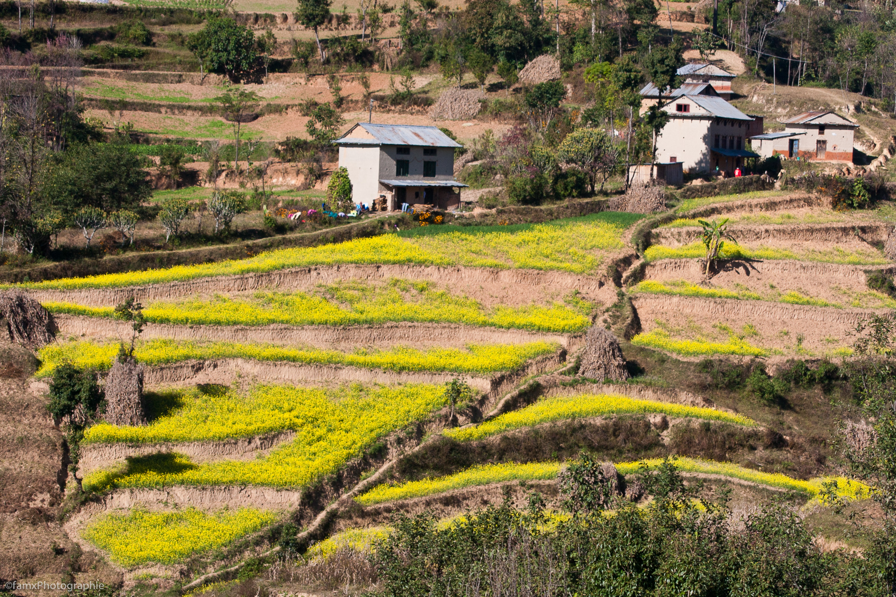 Cultures en terrasses, Népal (Famx40d11_7230)