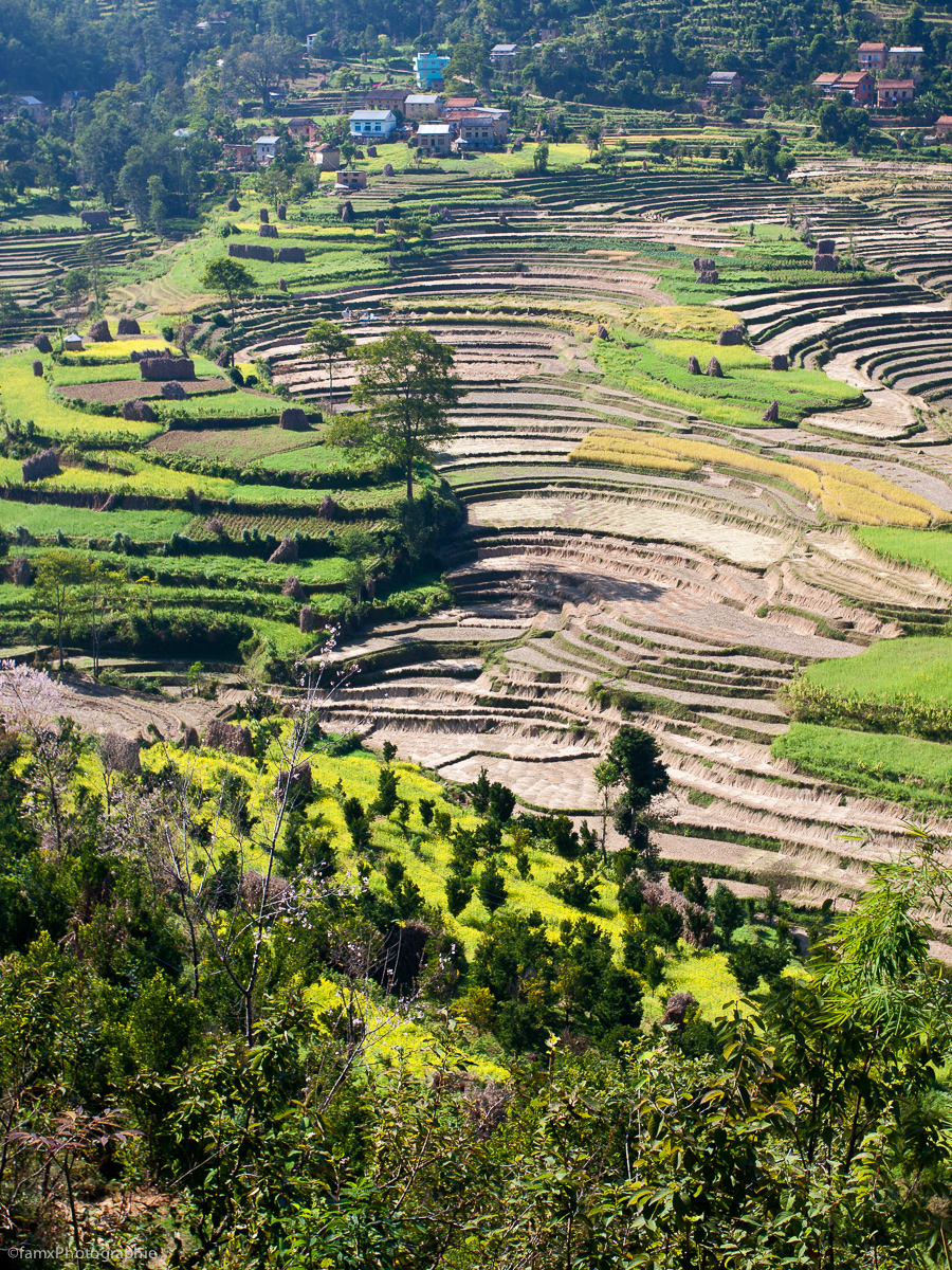Balthali, Cultures en terrasses, Népal (Famx40dd11_6778)