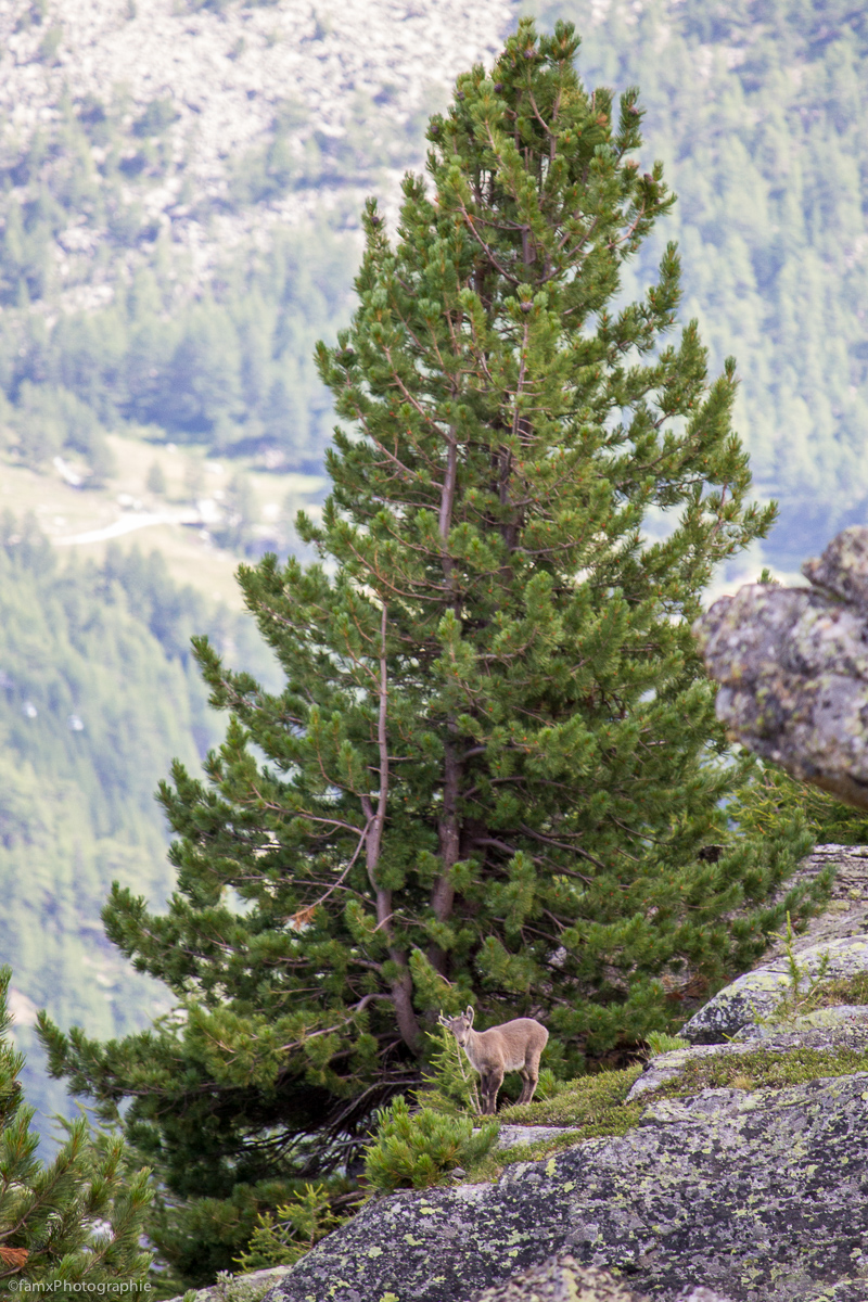 Alpes, Chamois, Suisse, Valais (Famx7dd19_7756)