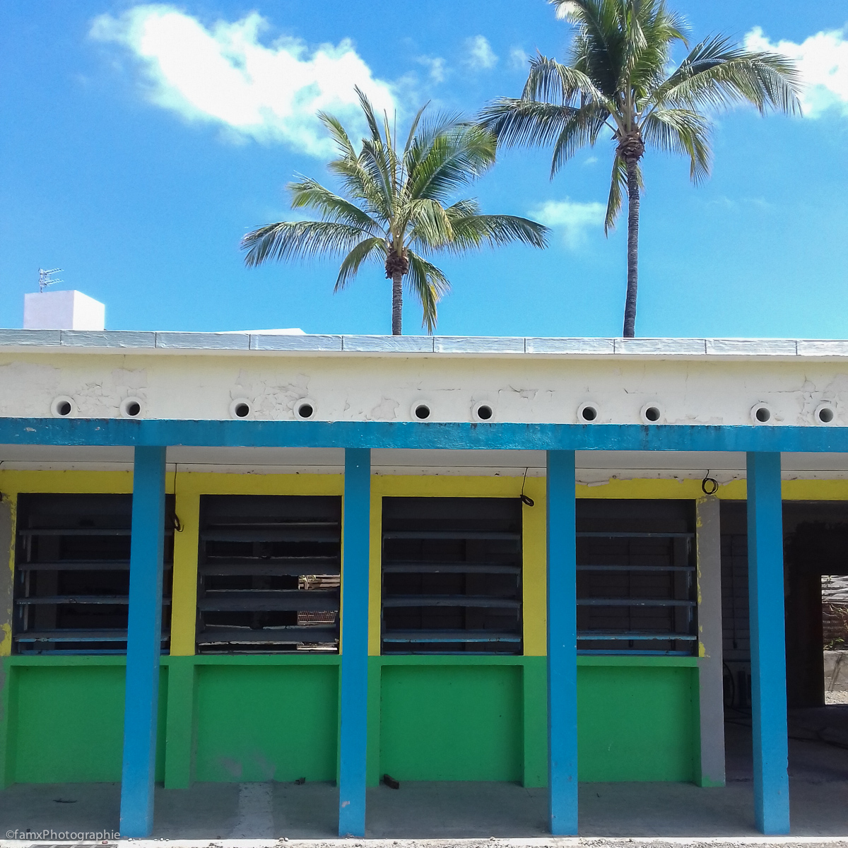 La Réunion, Palmier (Famx3J19_1105_102804)