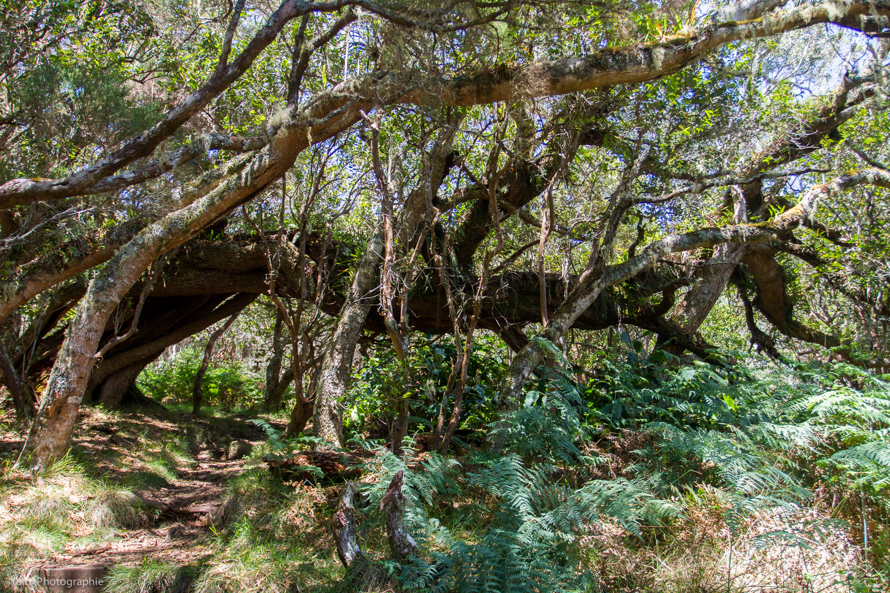 La Réunion (Famx7d19_32611)