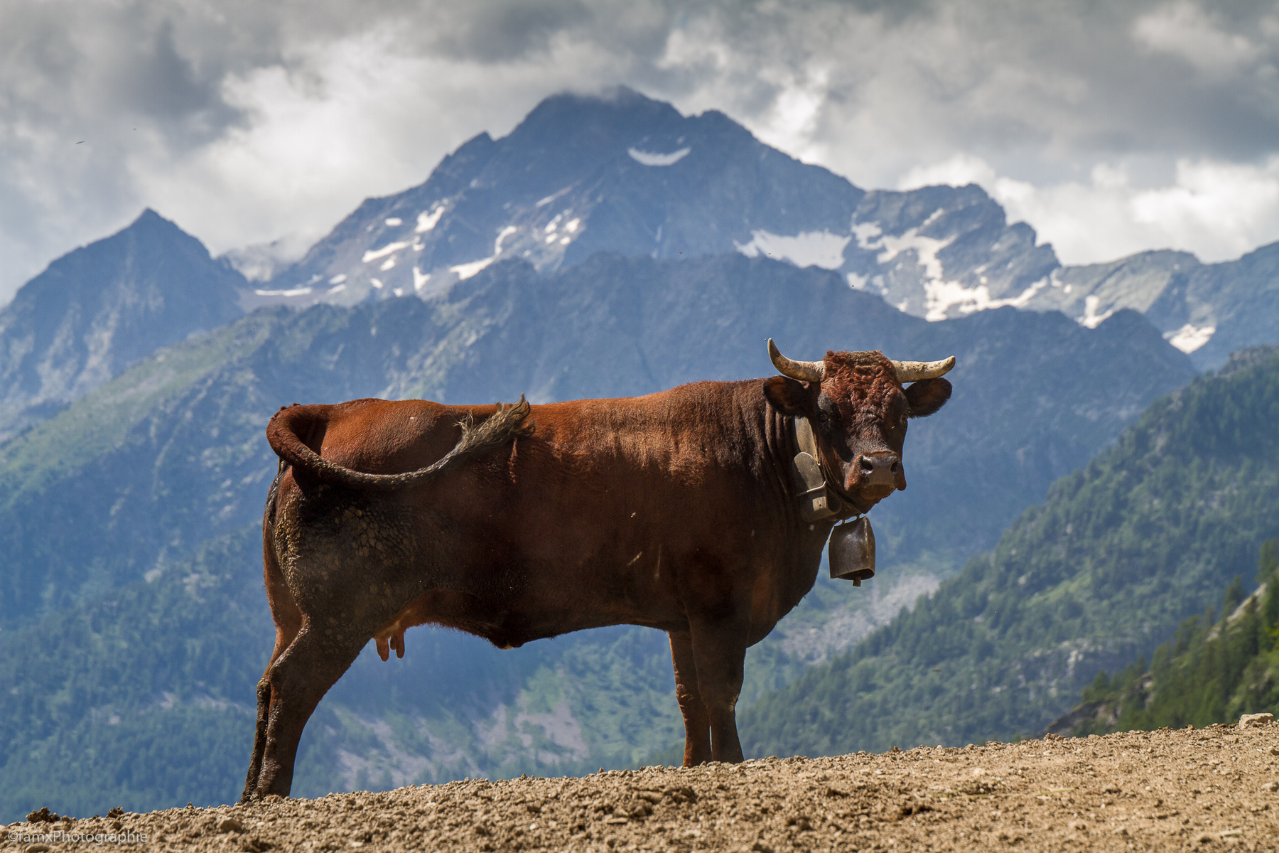Alpes, Italie, Vache, Val d'Aoste (Famx7d21_34827)
