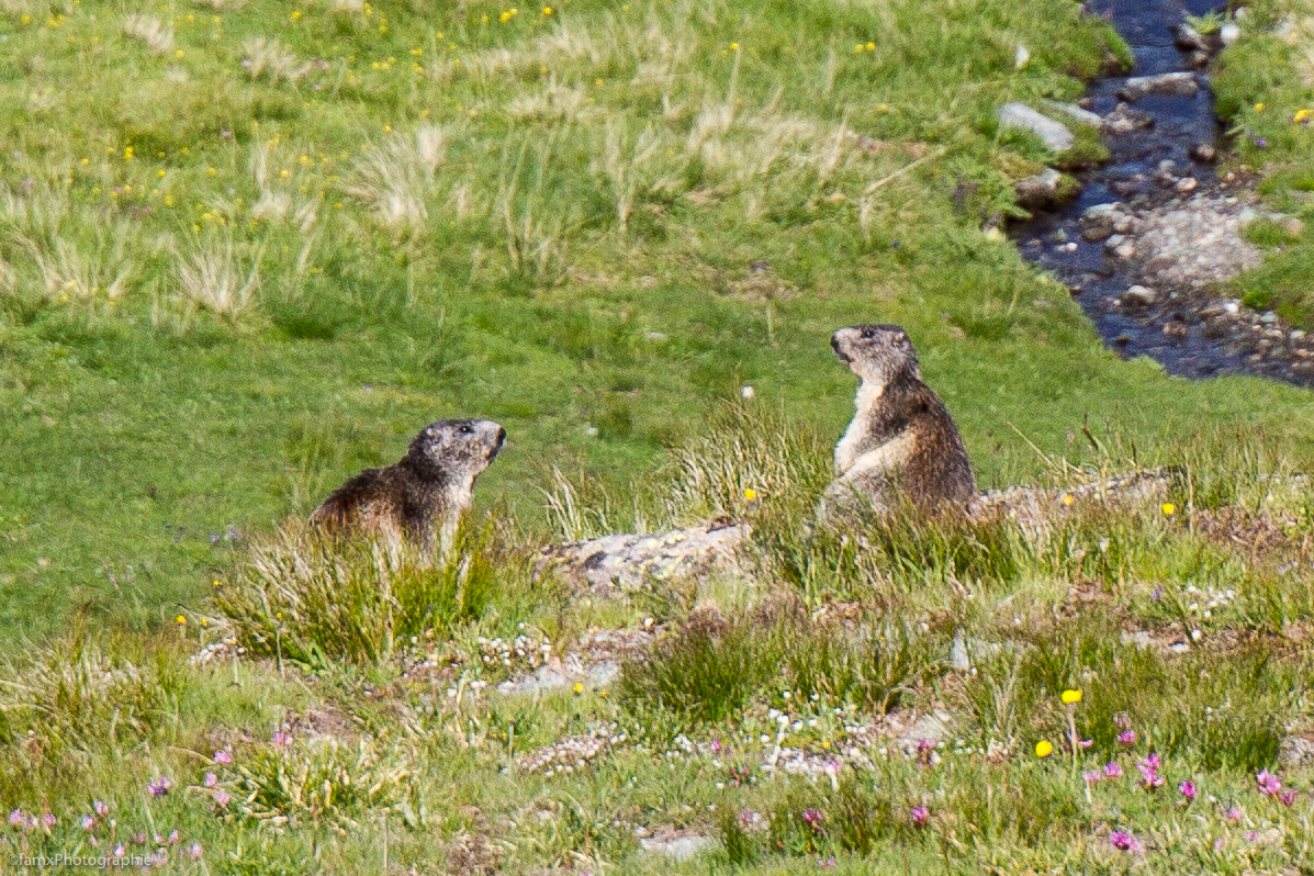 Alpes, Italie, Marmotte, Val d'Aoste (Famx7d21_34849)