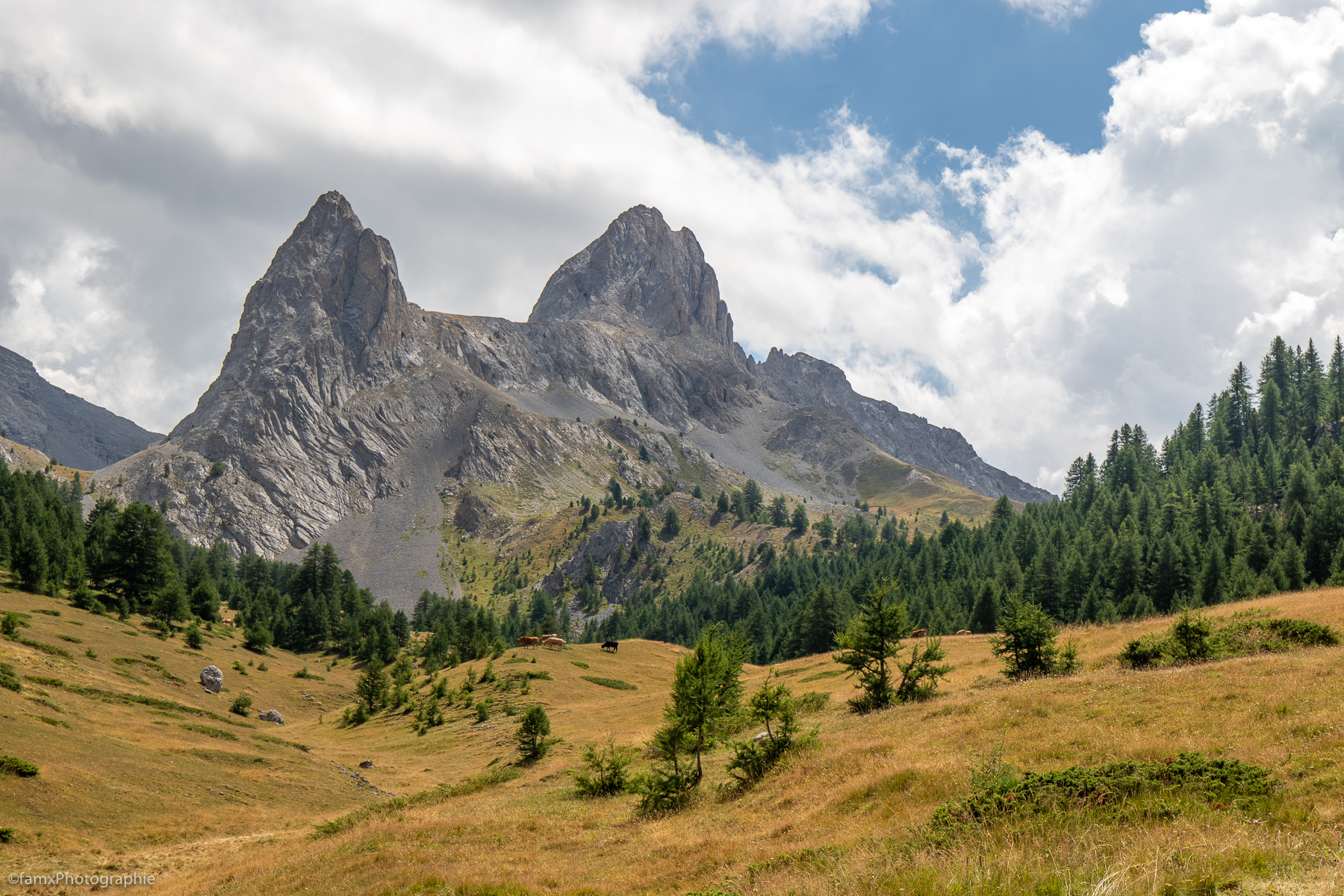 France, Massif du Queyras, Vache (Famx7dII22_2156)