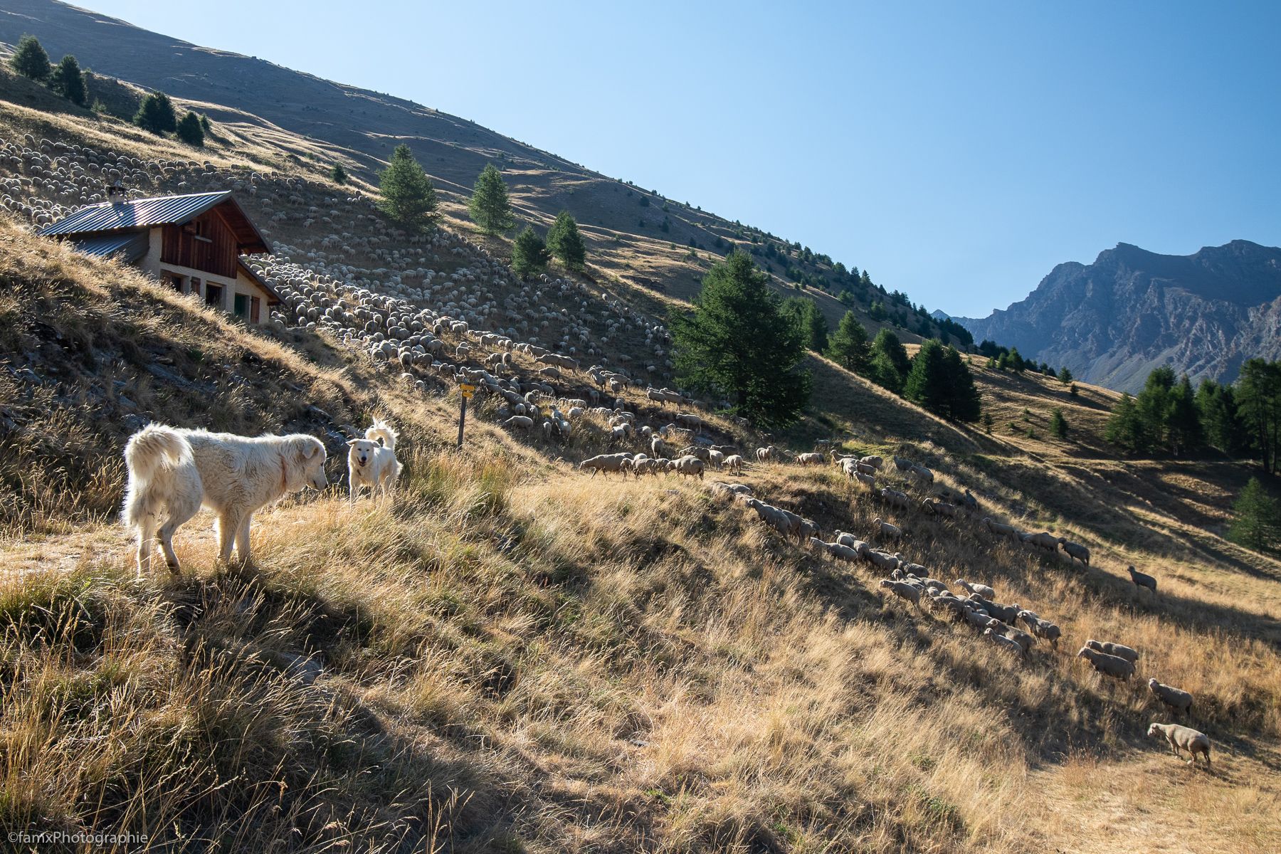 Chien, France, Massif du Queyras, Mouton (Famx7dII22_2300)